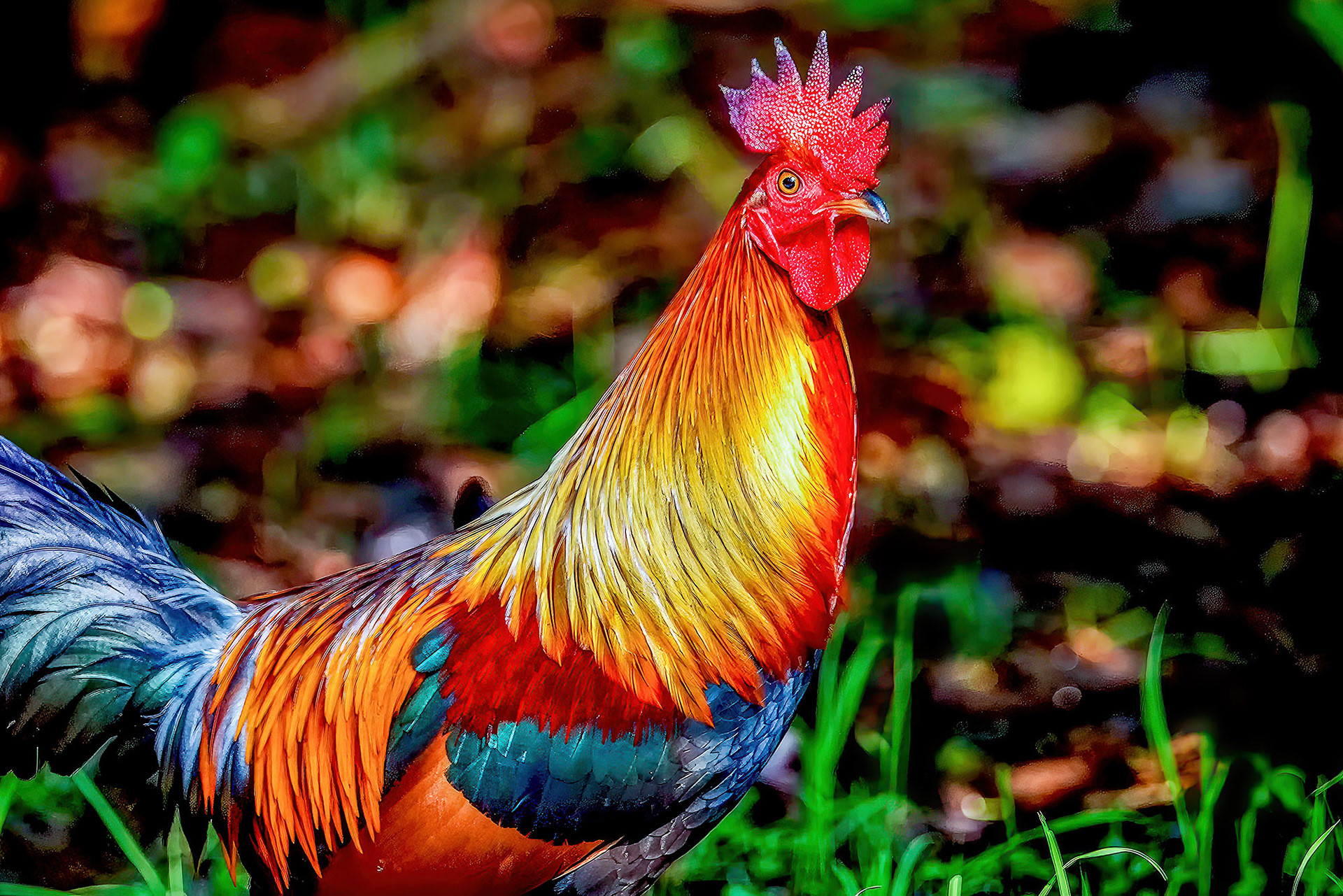 Bankivahuhn