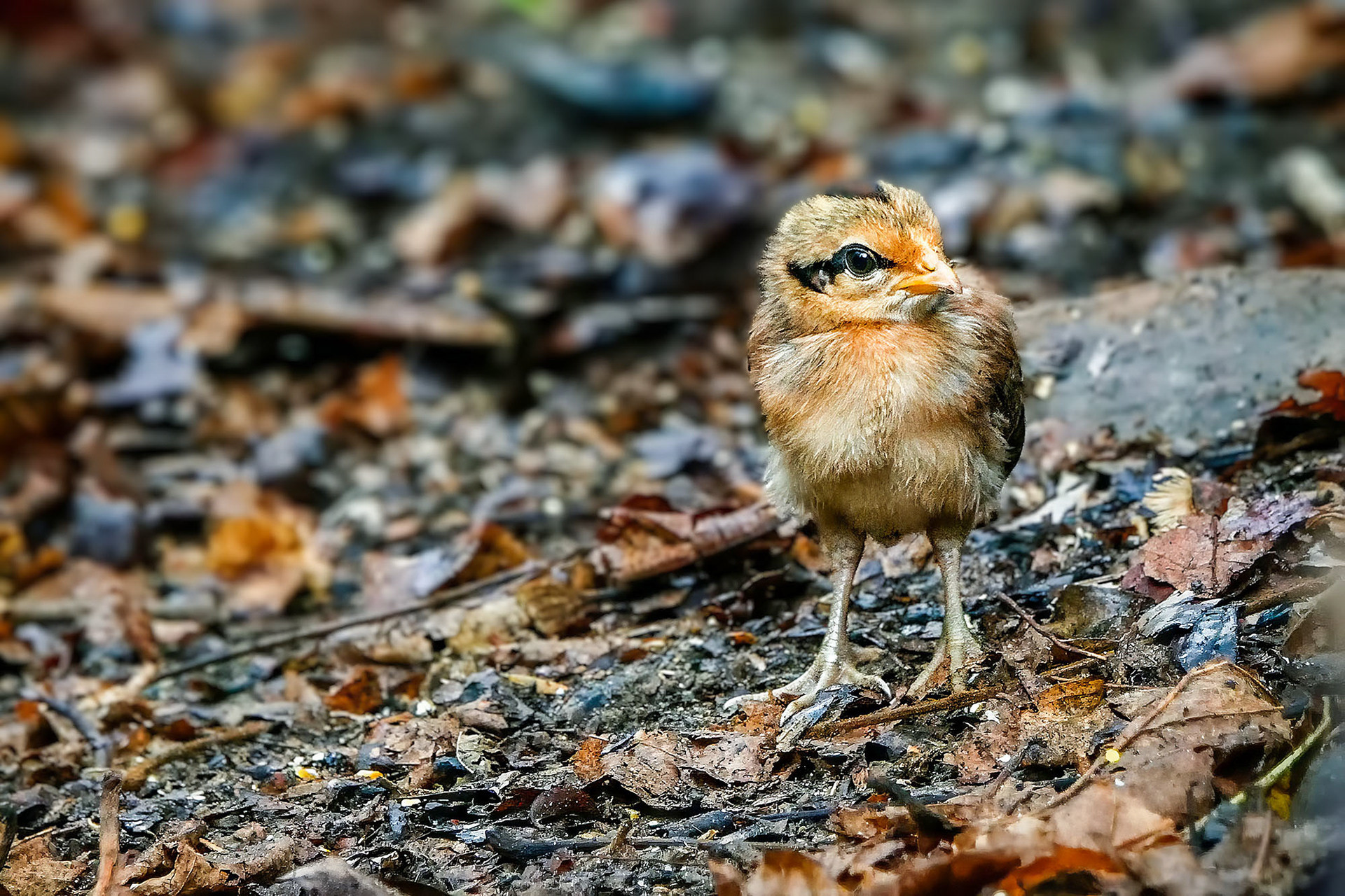Bankivahuhn