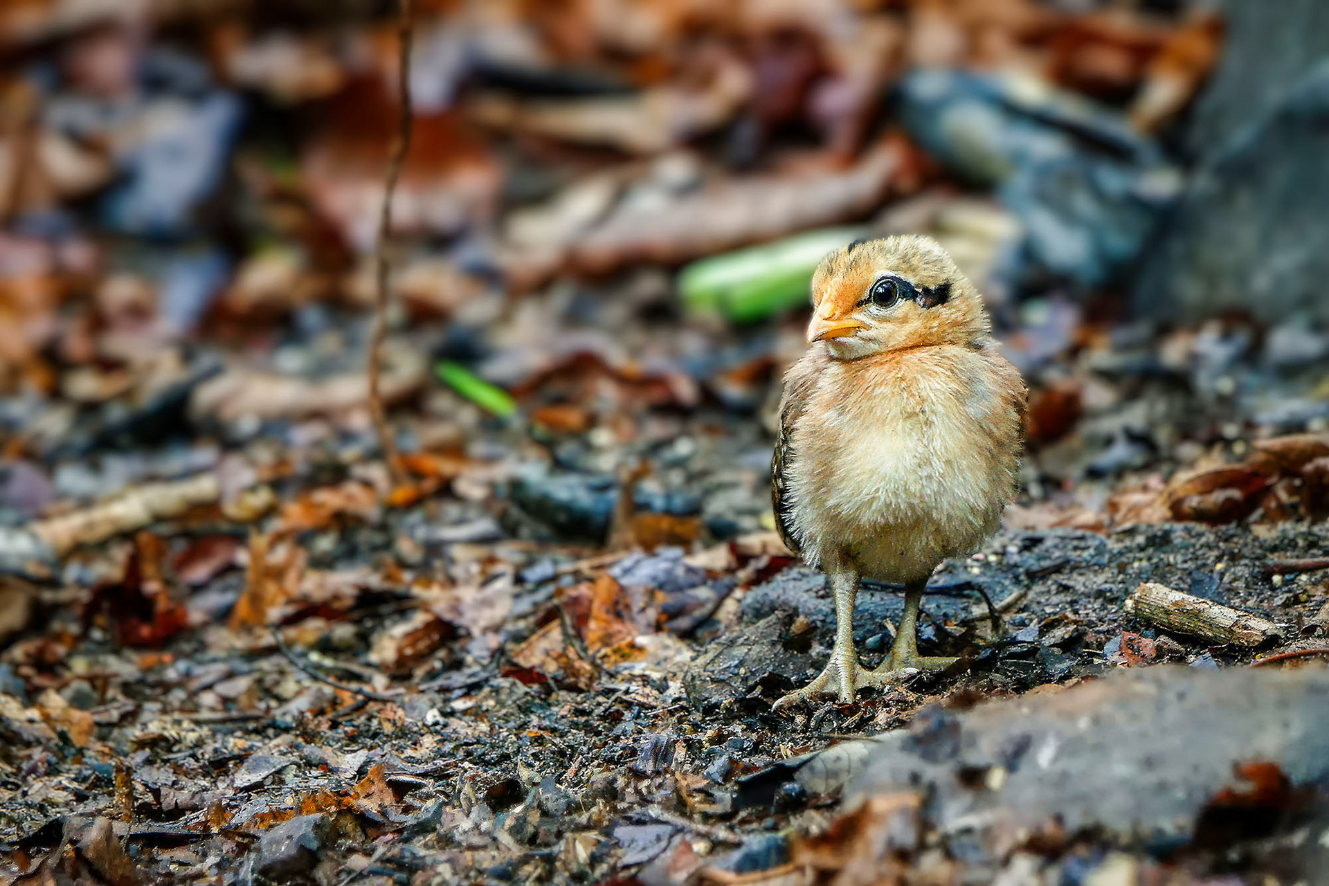 Bankivahuhn