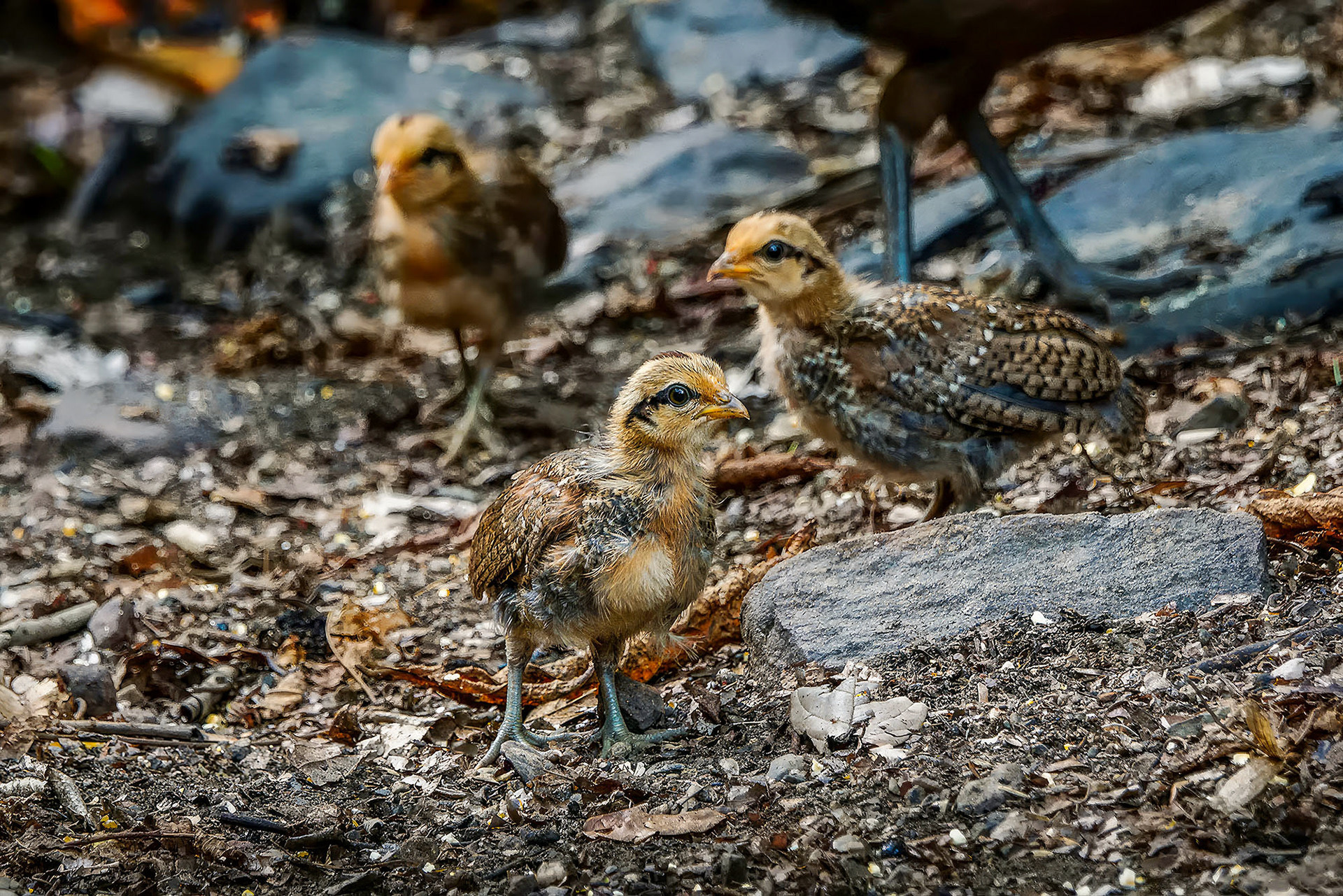 Bankivahuhn