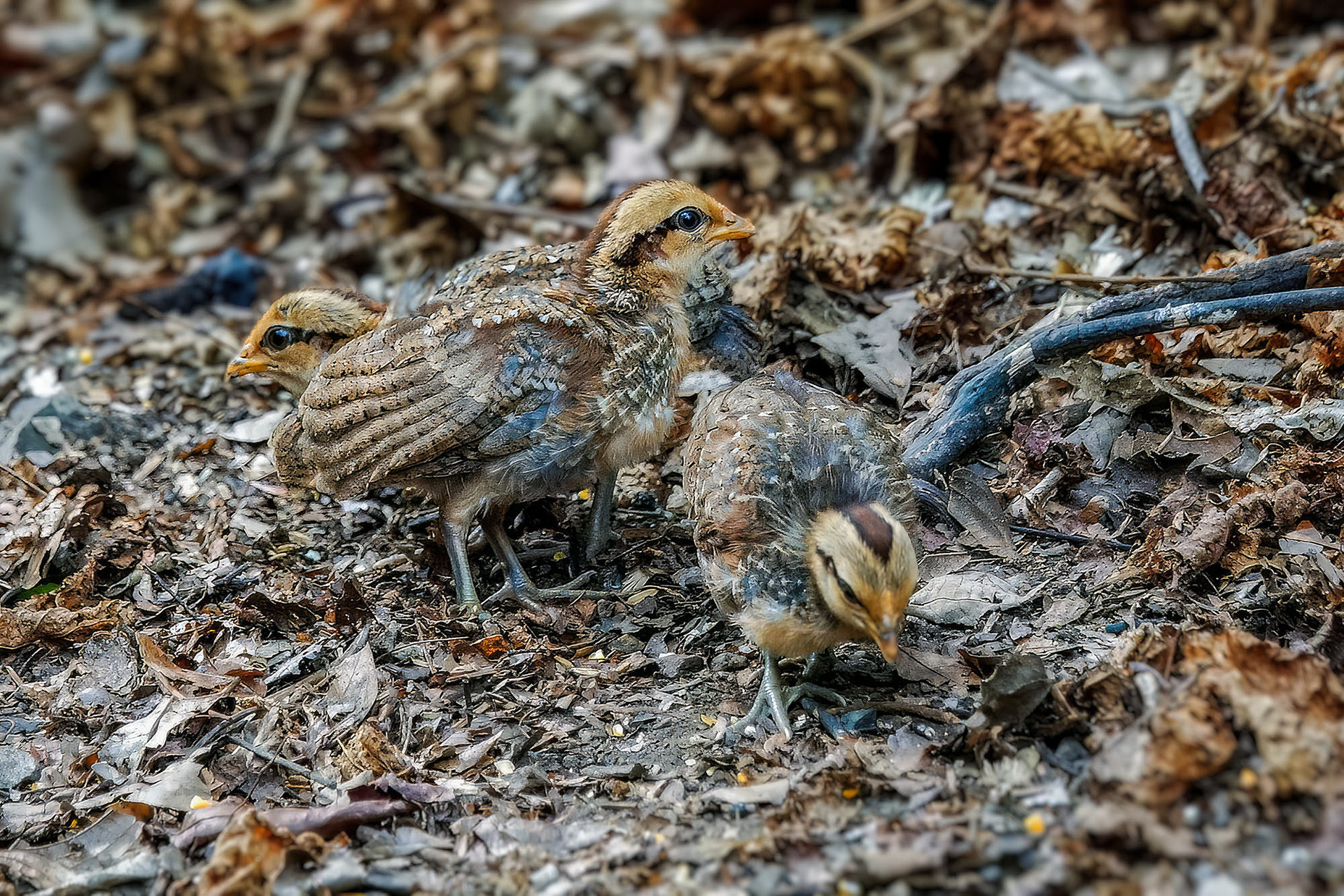 Bankivahuhn