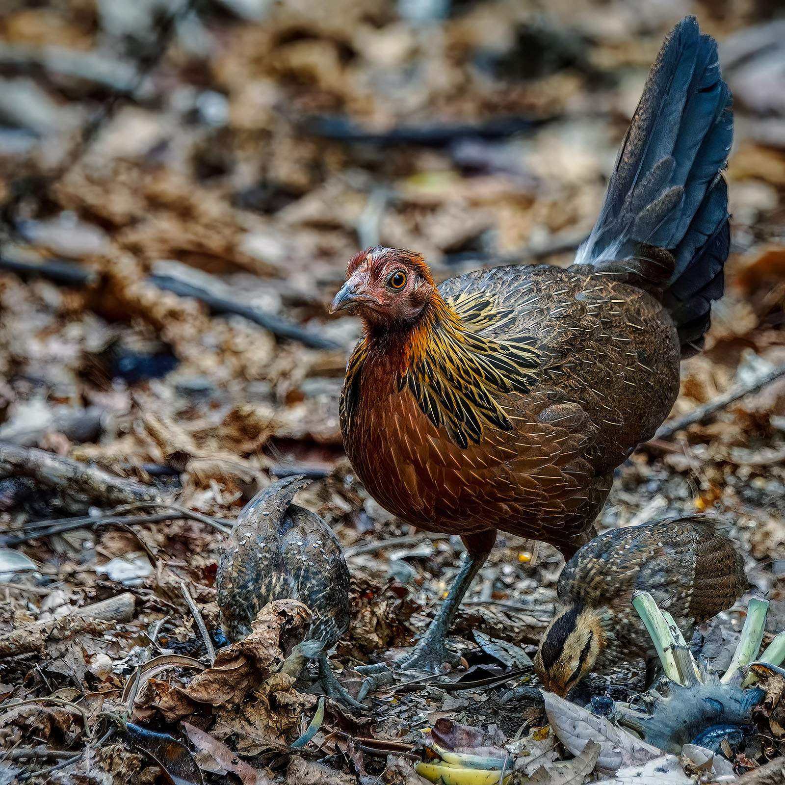 Bankivahuhn