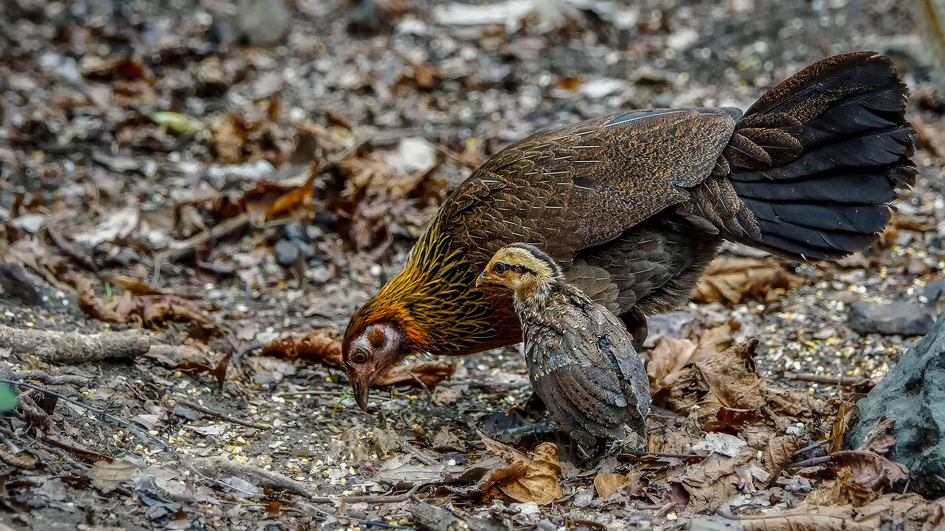 Bankivahuhn