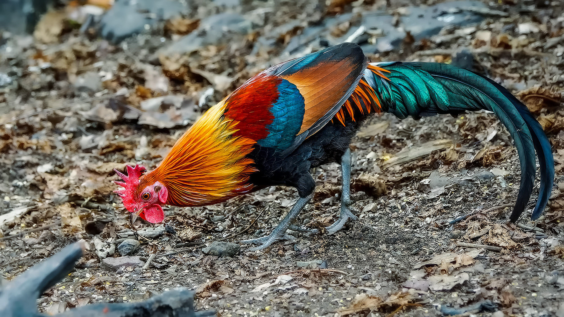 Bankivahuhn