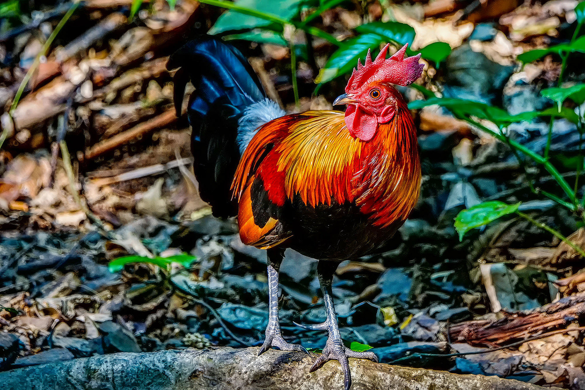 Bankivahuhn