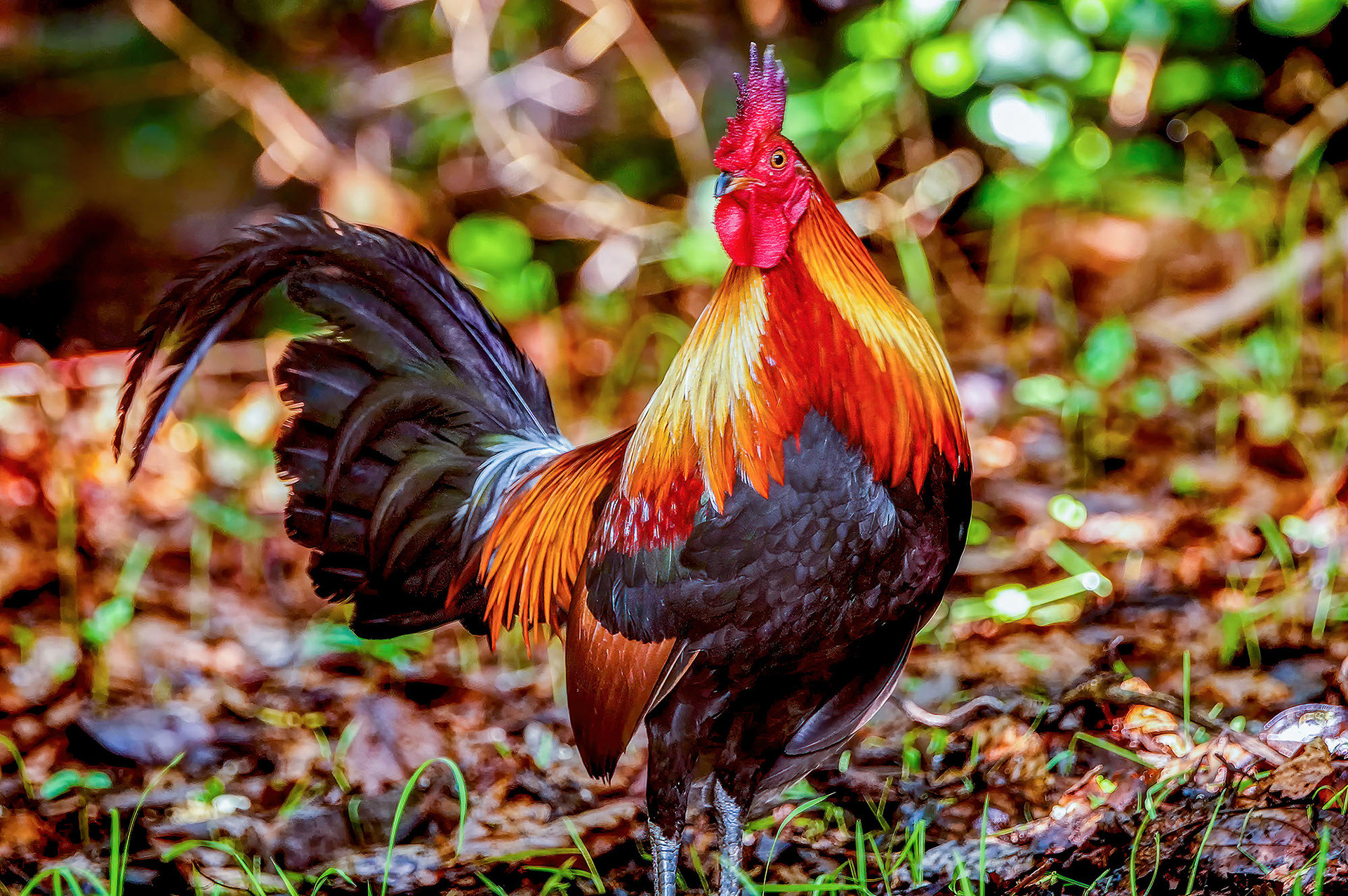 Bankivahuhn