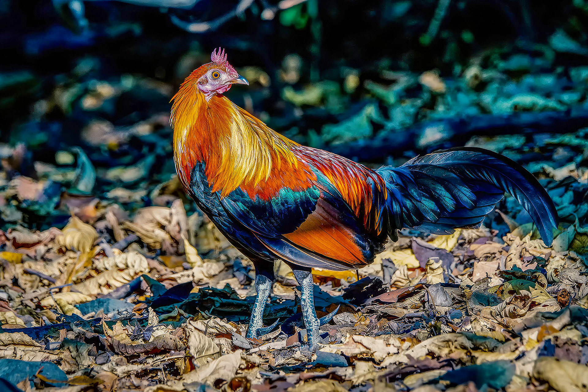 Bankivahuhn