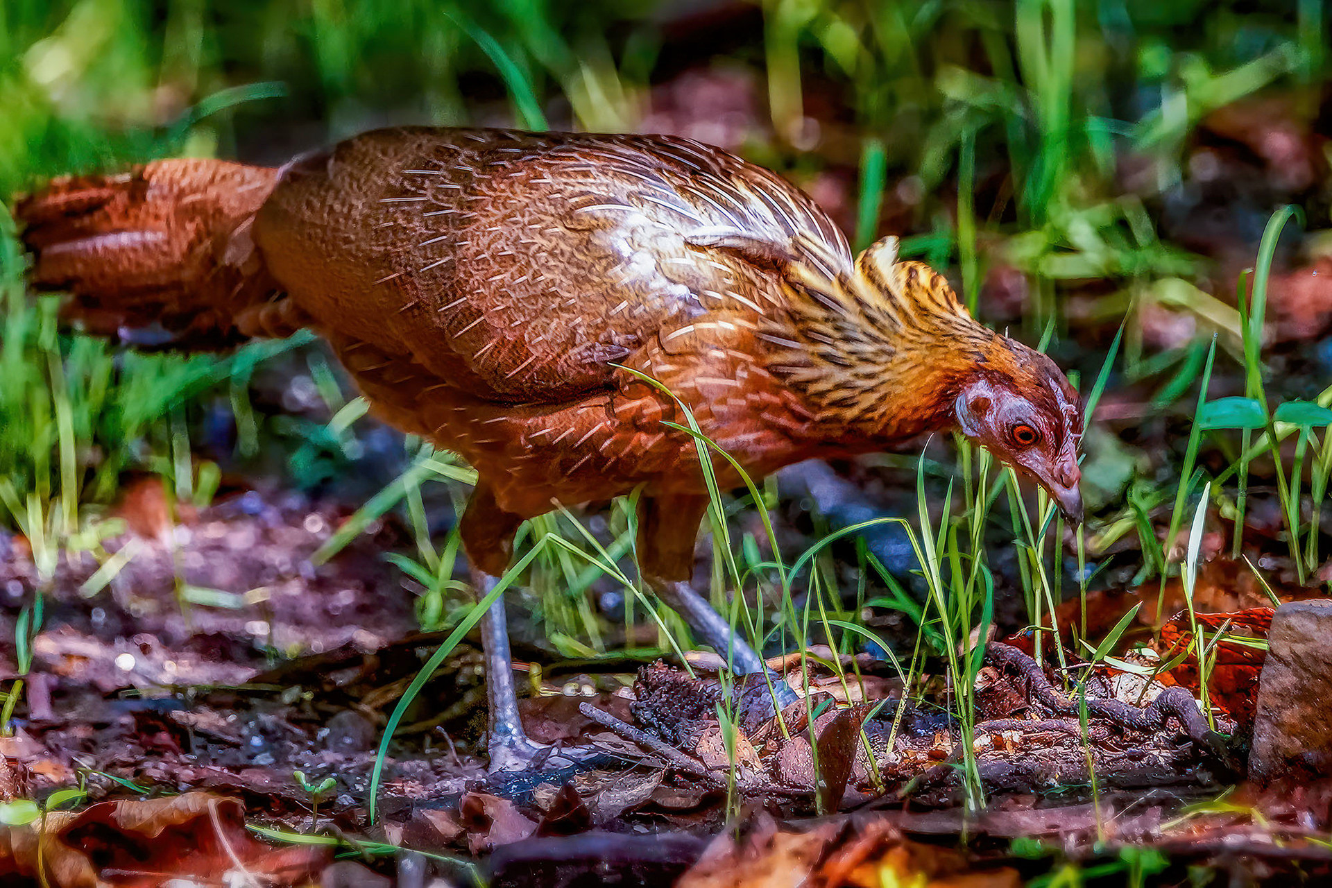 Bankivahuhn