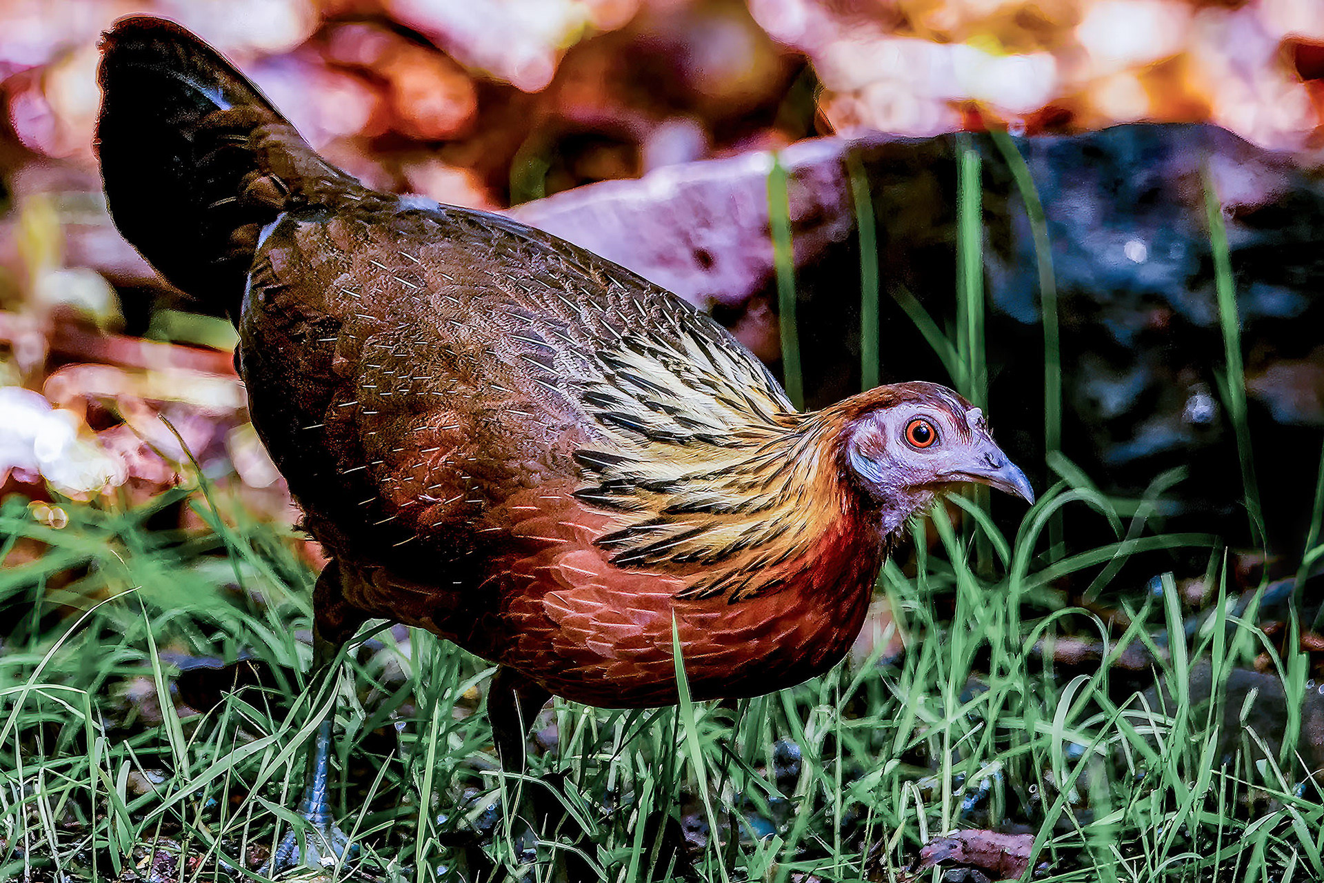 Bankivahuhn