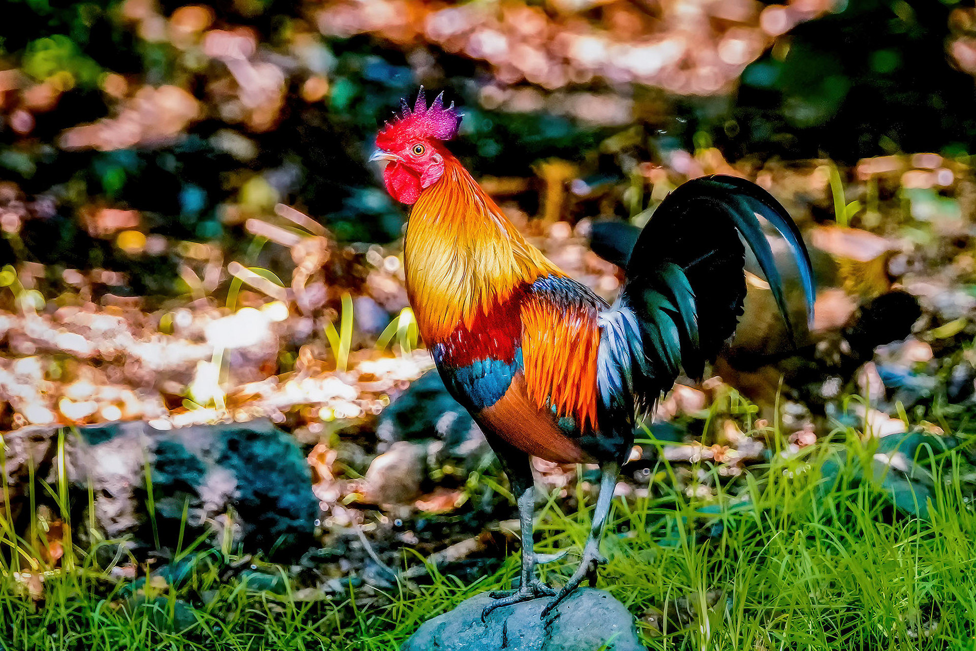 Bankivahuhn
