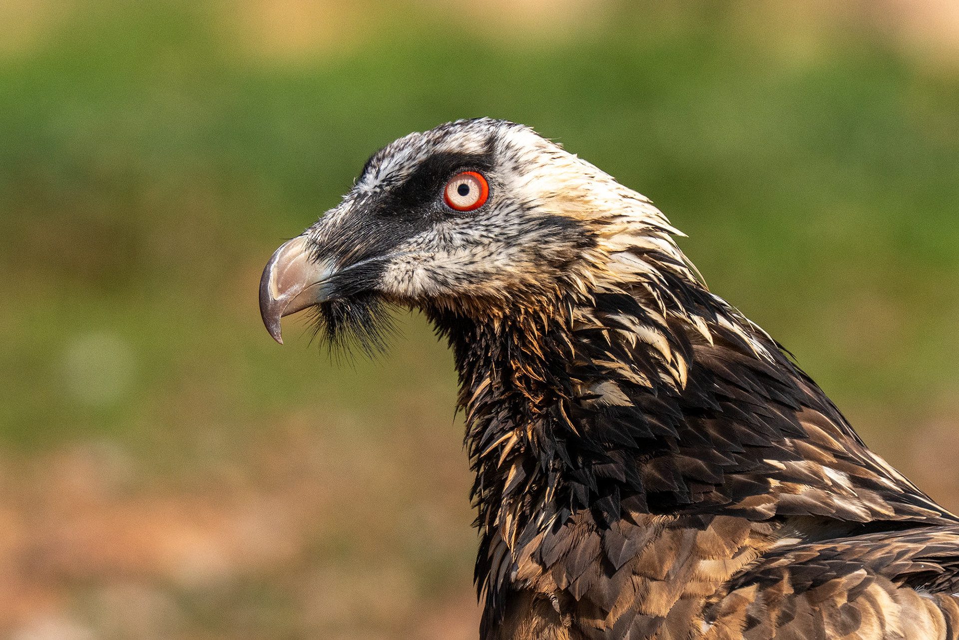 Subadult (5.-6. Jahr)