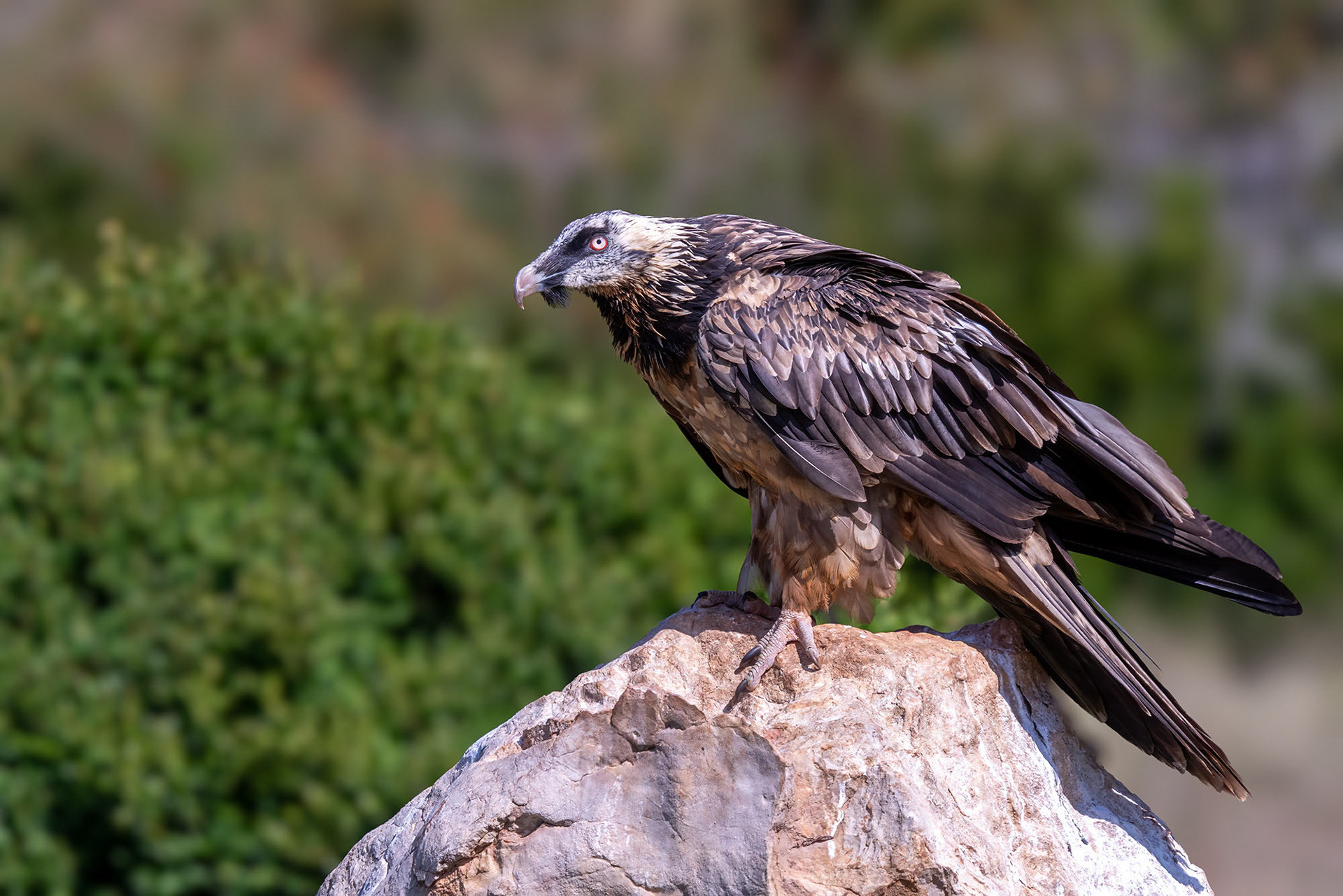 Subadult (5.-6. Jahr)