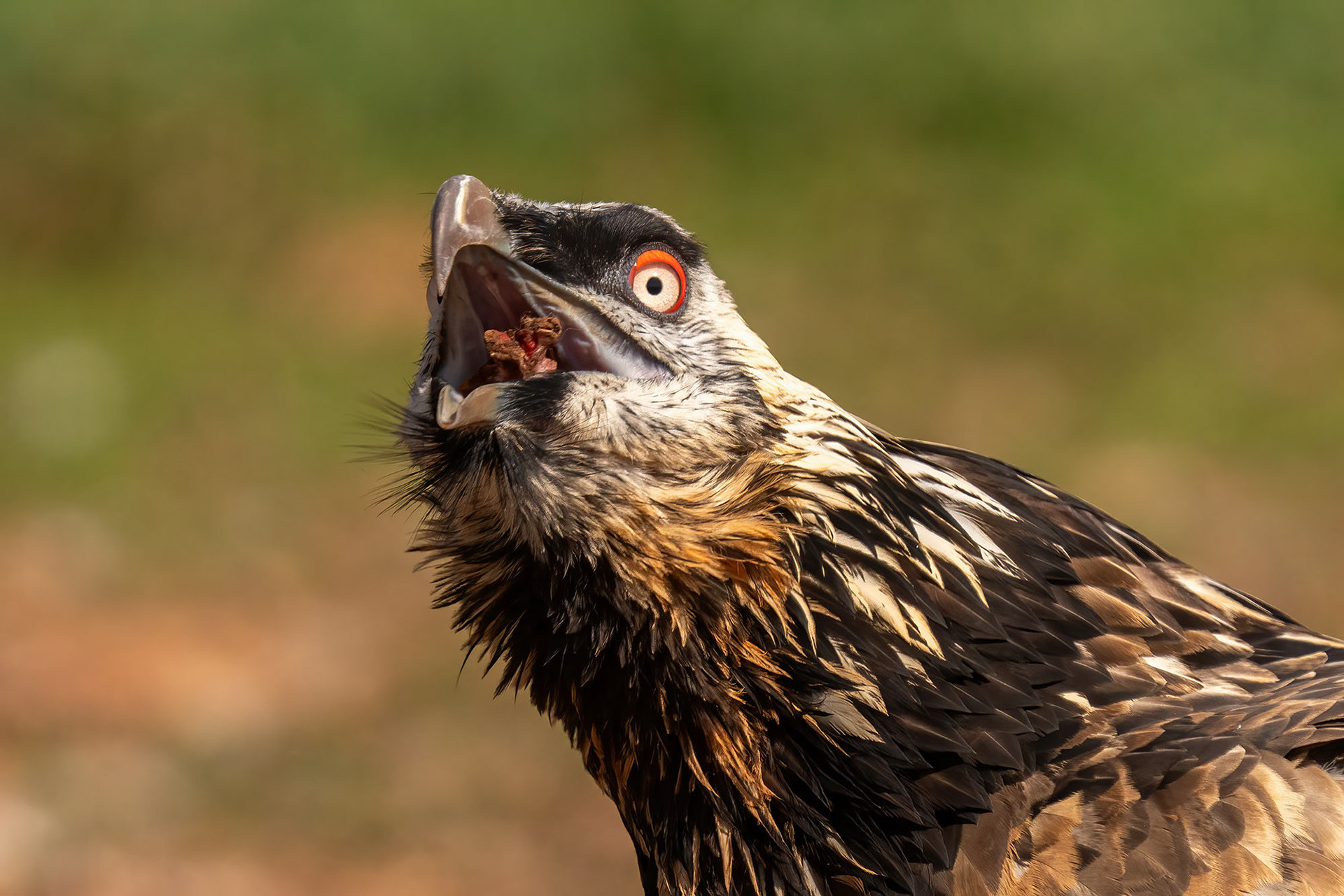 Subadult (5.-6. Jahr)