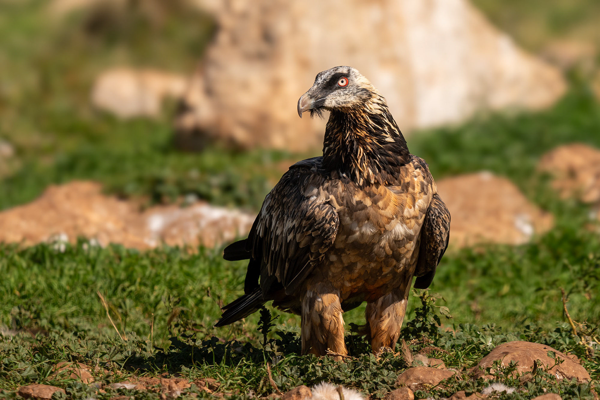 Subadult (5.-6. Jahr)