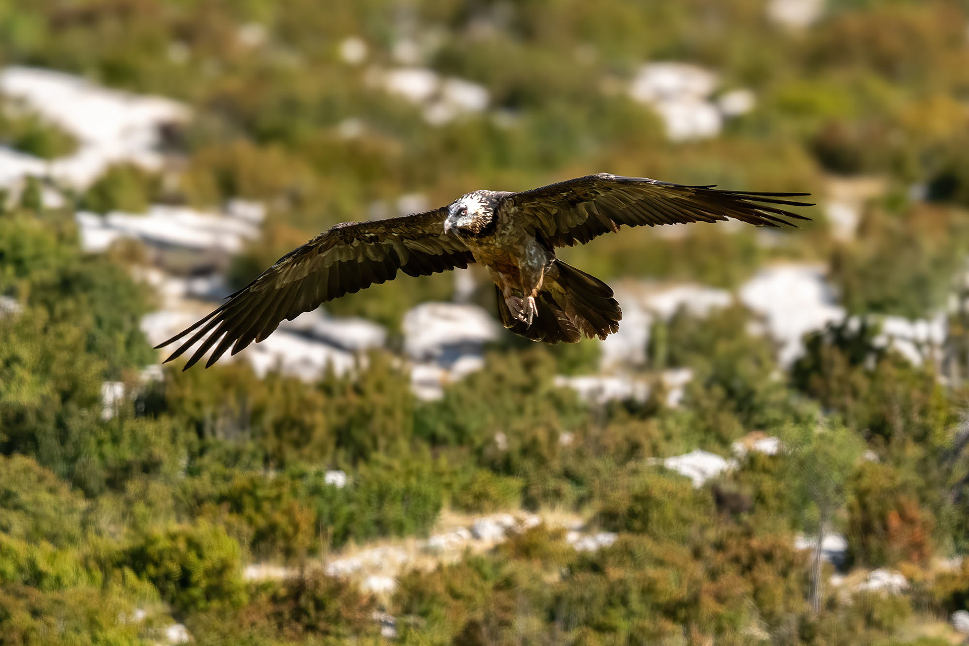 Subadult (5.-6. Jahr)
