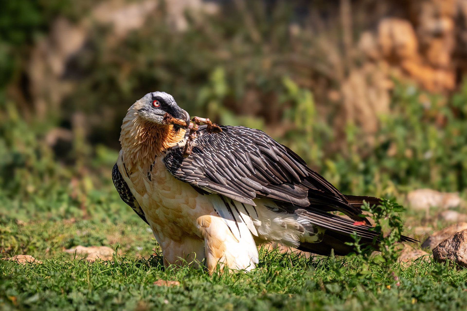 Adult