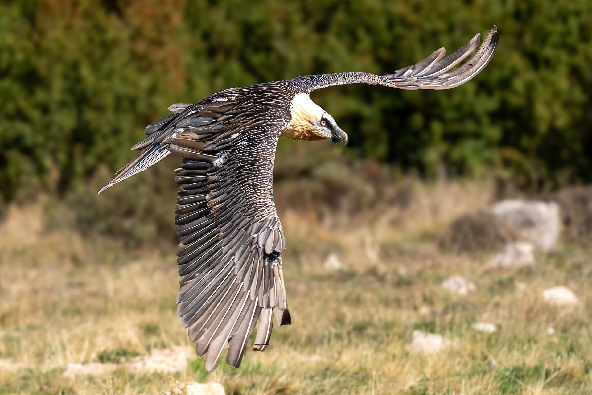 Adult