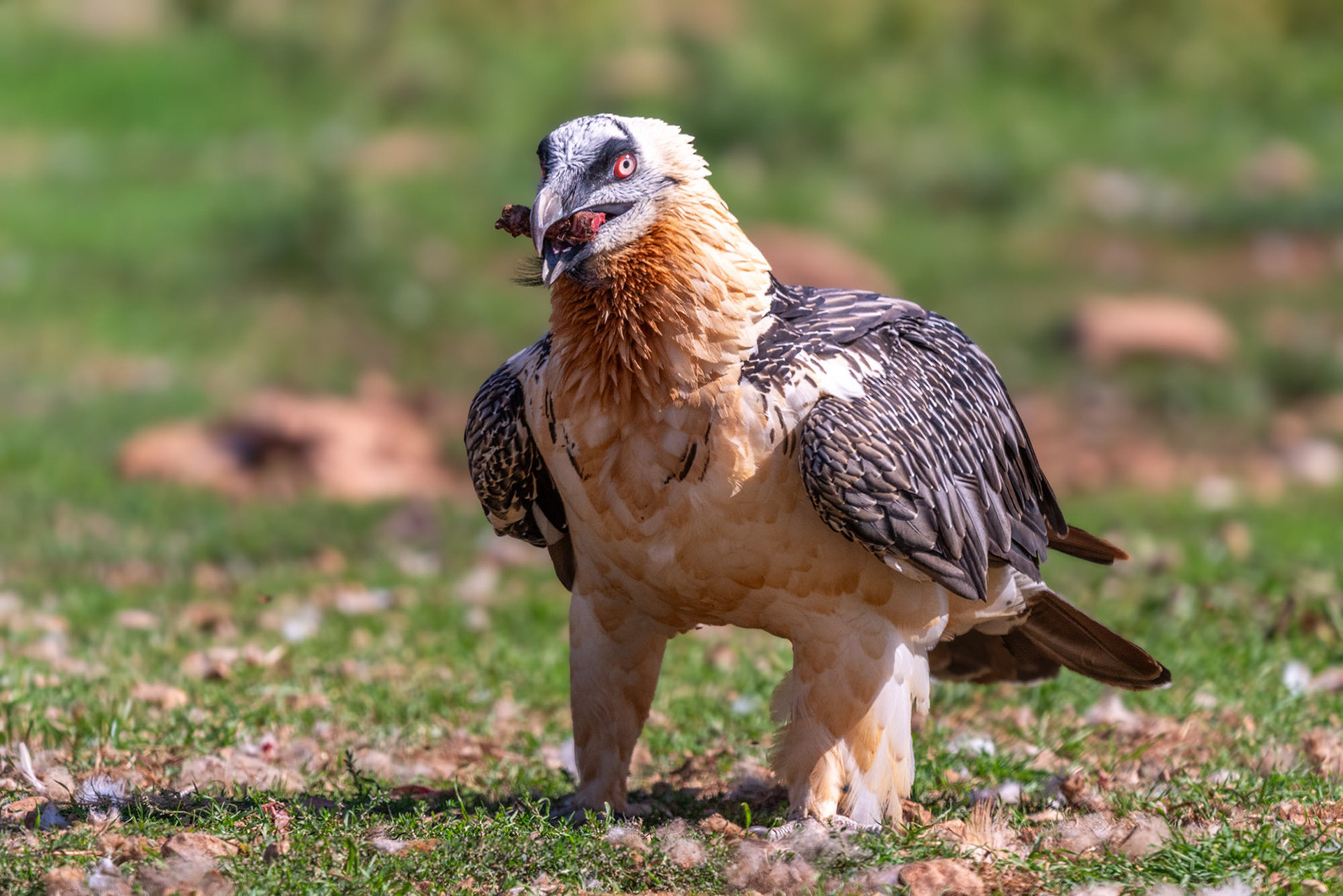 Adult