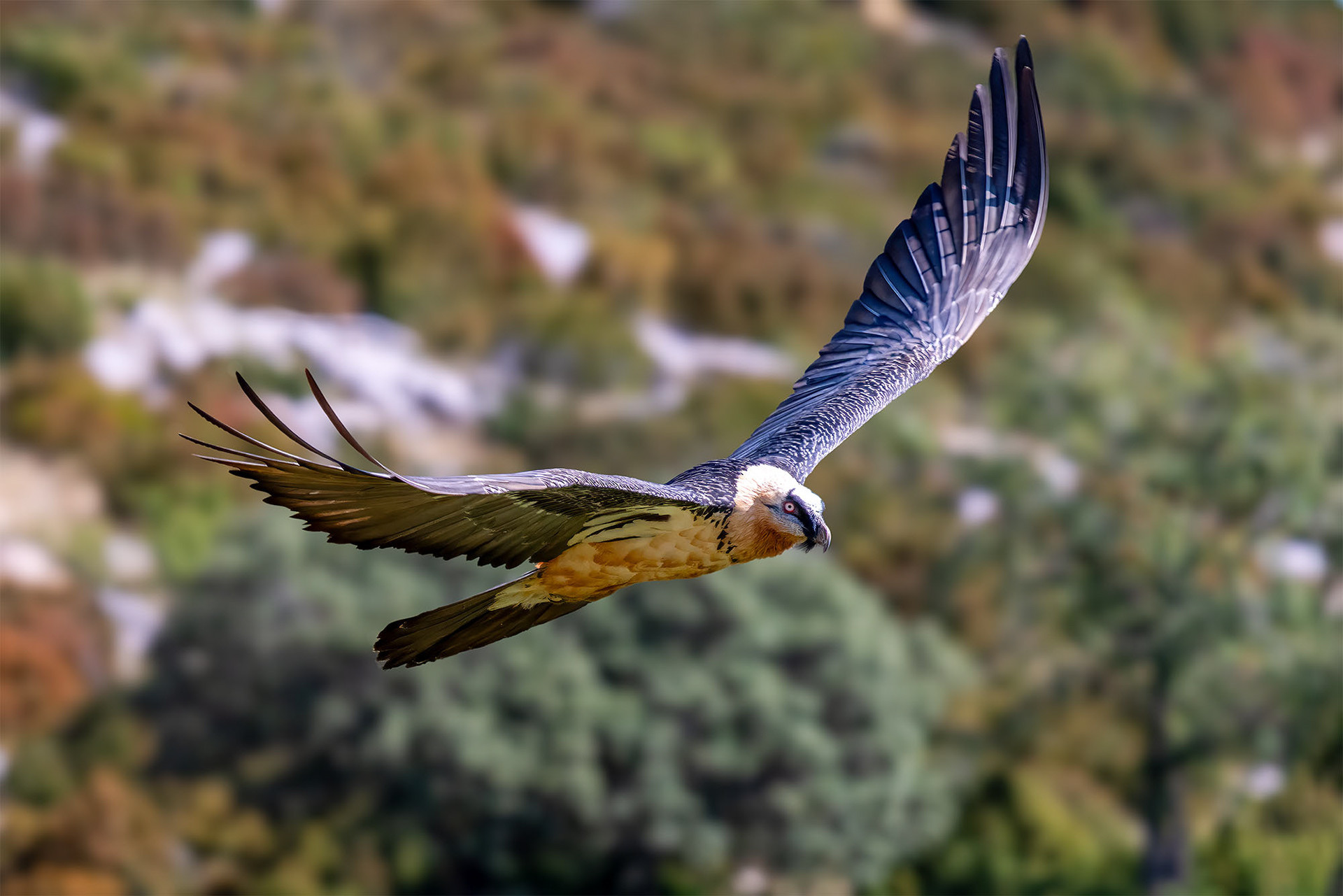 Adult