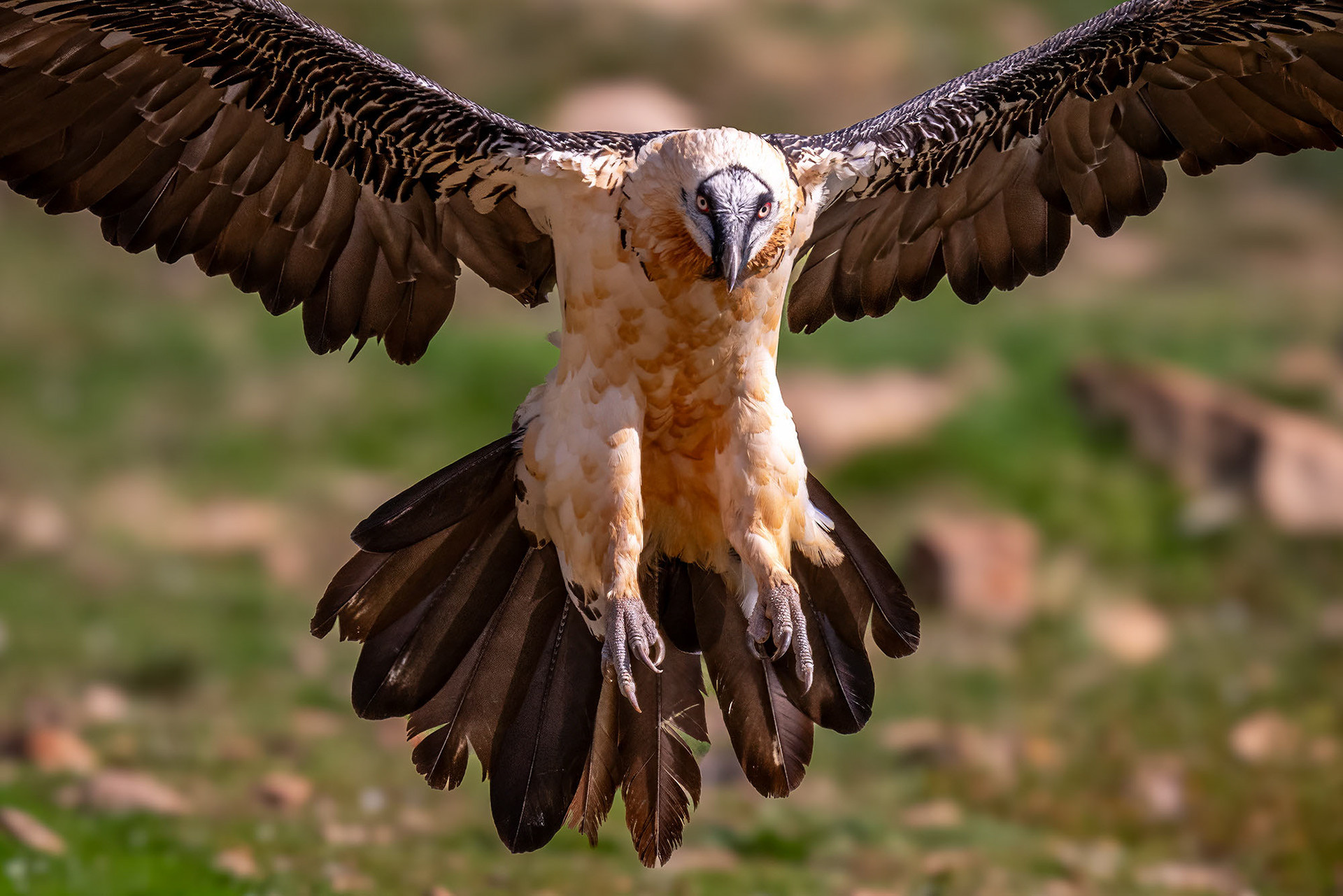 Adult