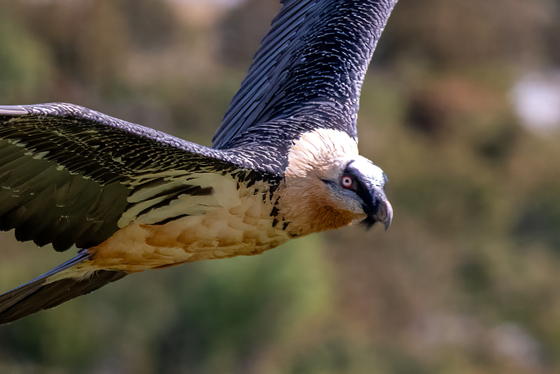 Adult