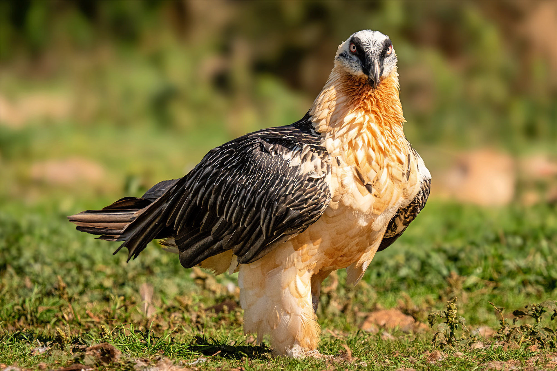 Adult