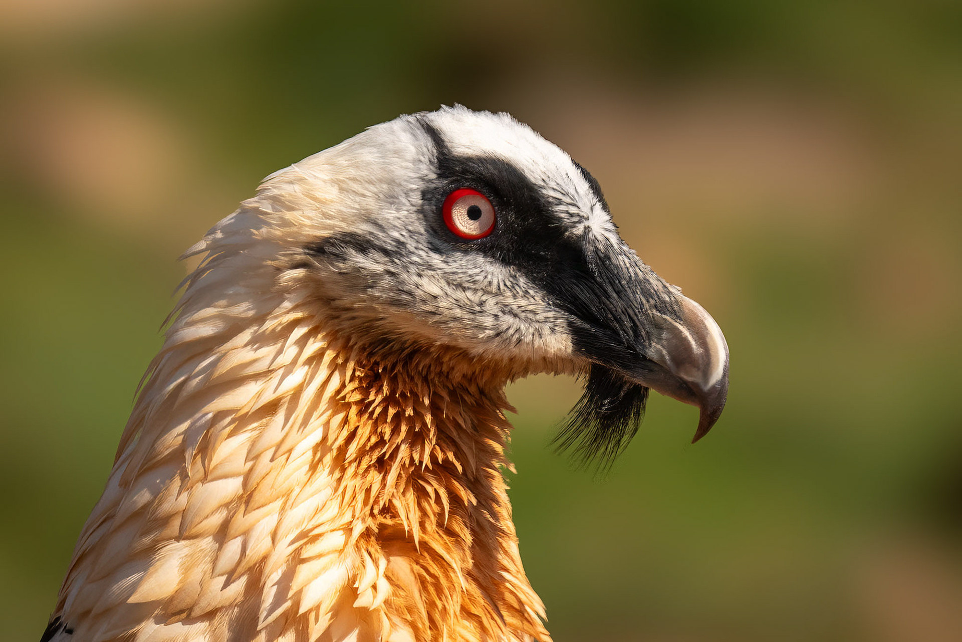 Adult