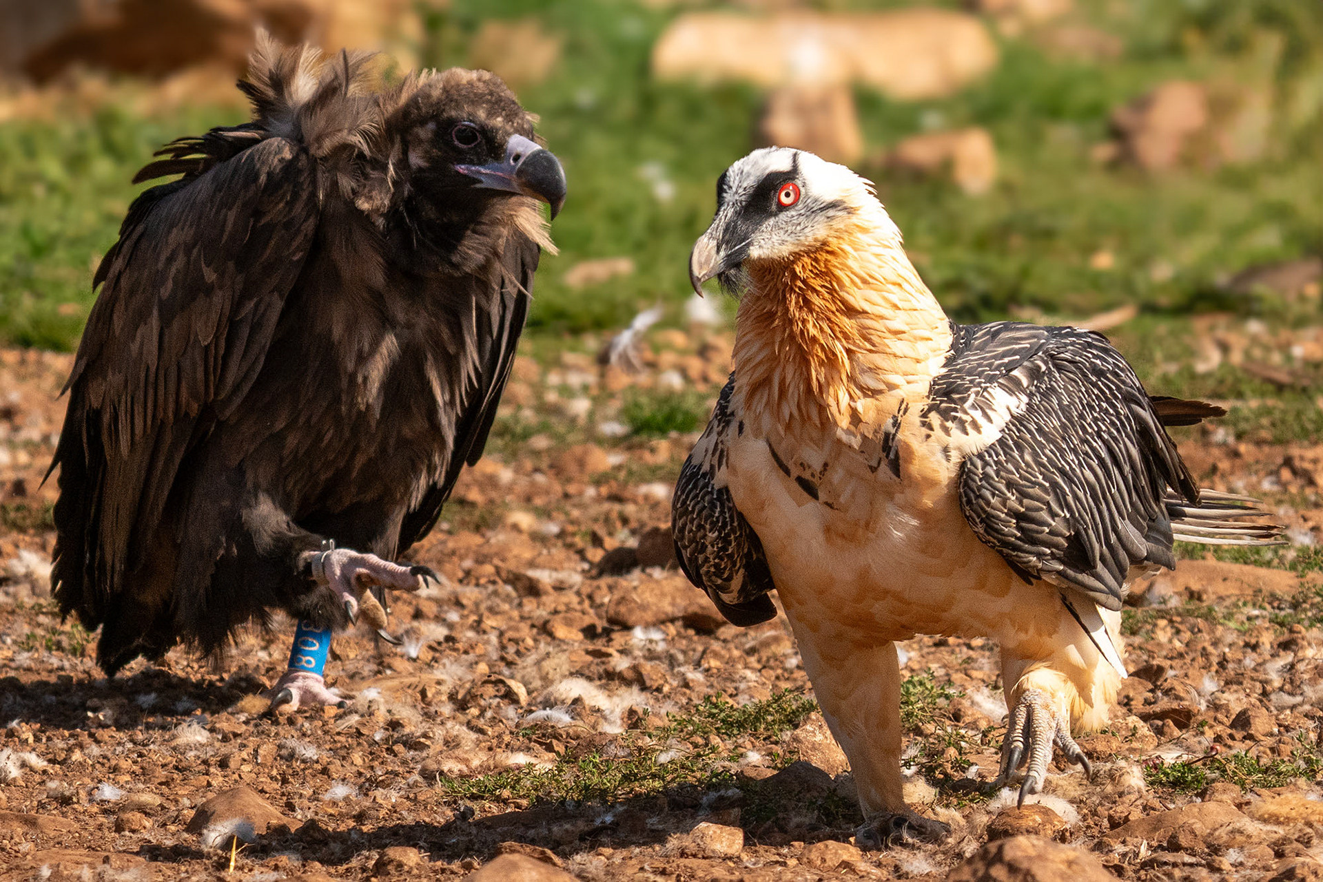 Adult & Mönchsgeier