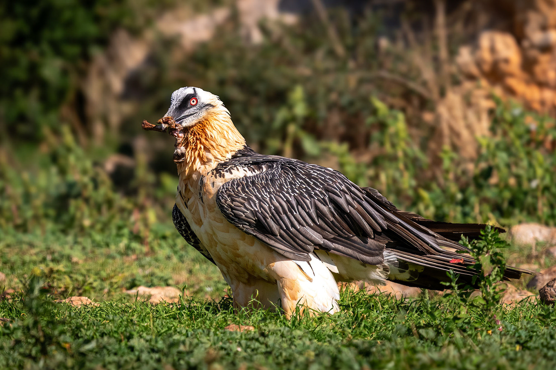 Adult