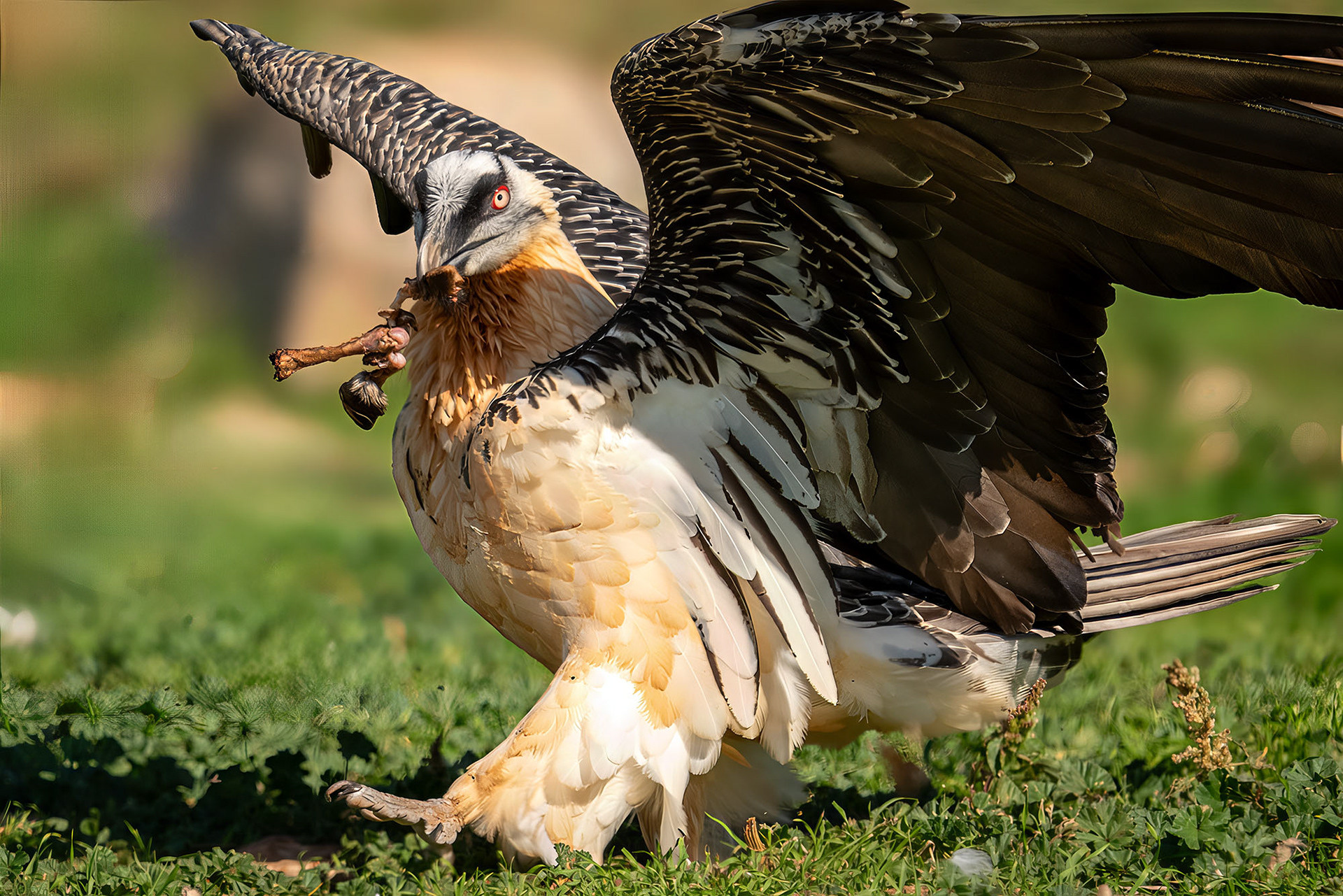 Adult