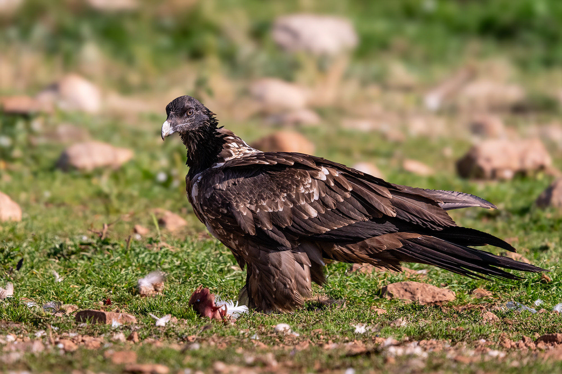 Juvenile (1.-2. Jahr)