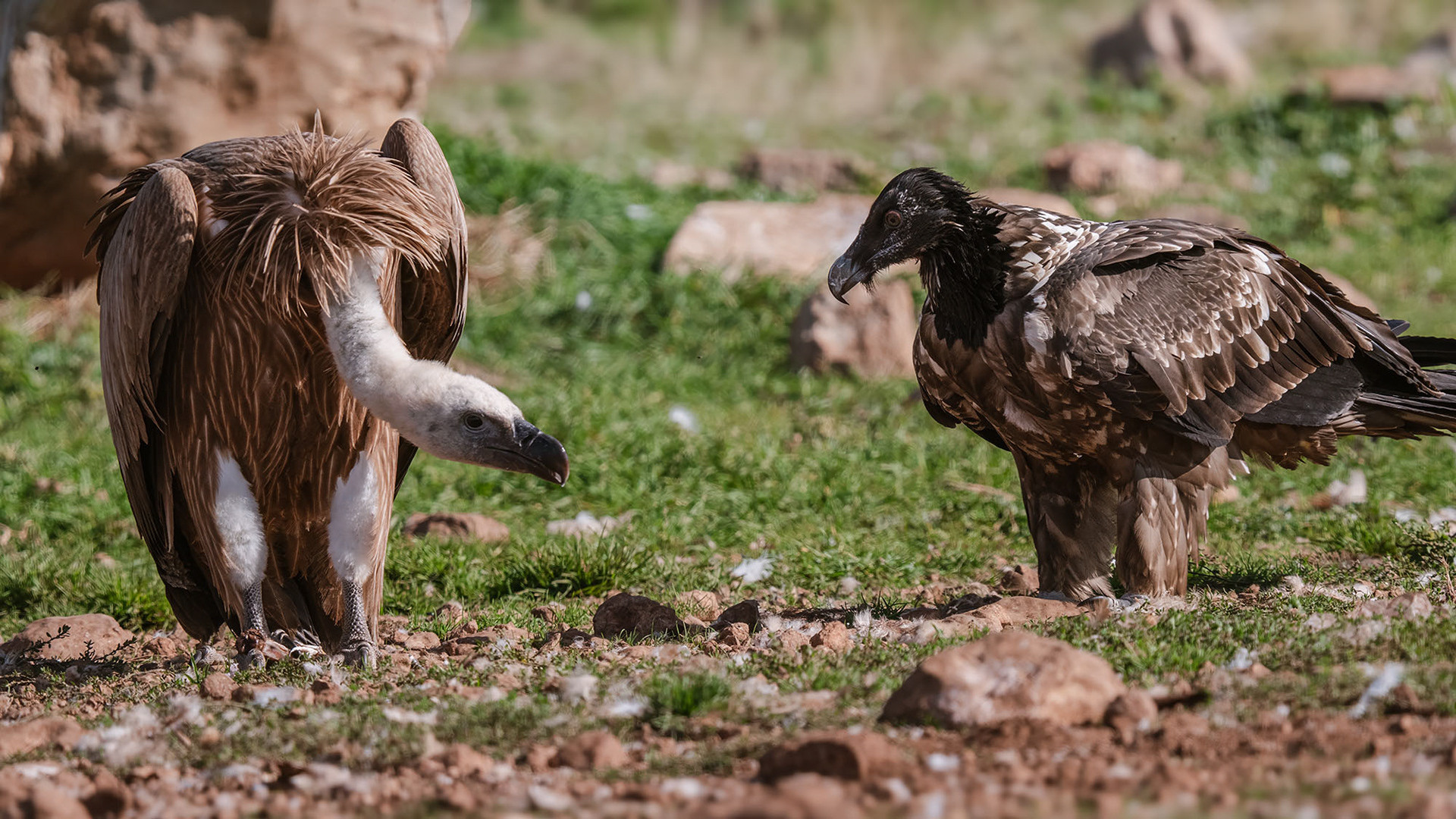 Juvenile (1.-2. Jahr) & Gänsegeier