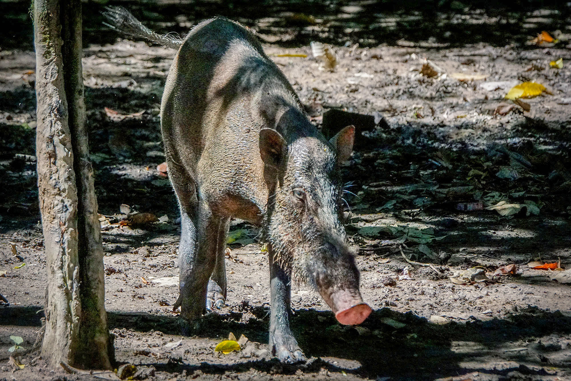 Bartschwein