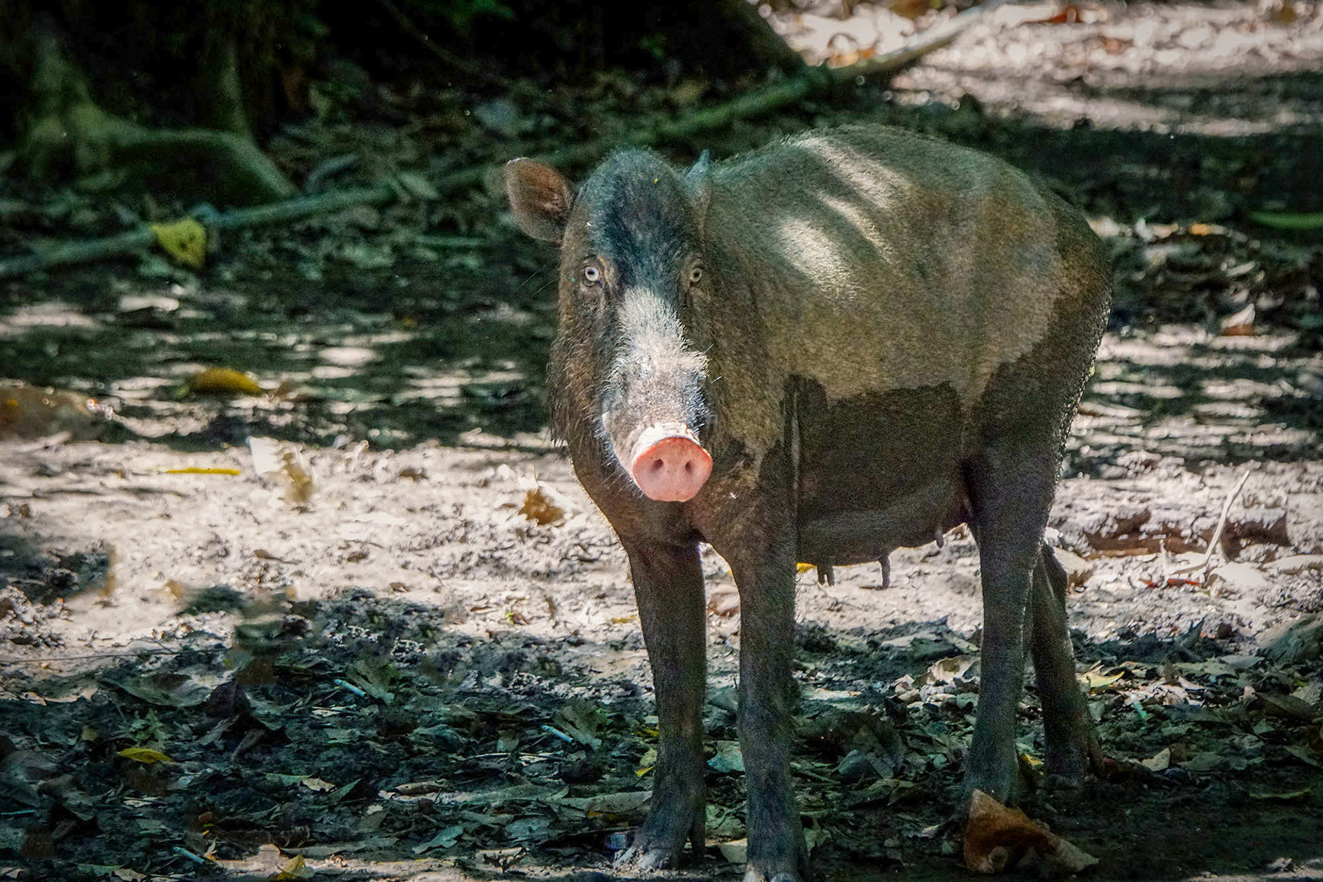 Bartschwein