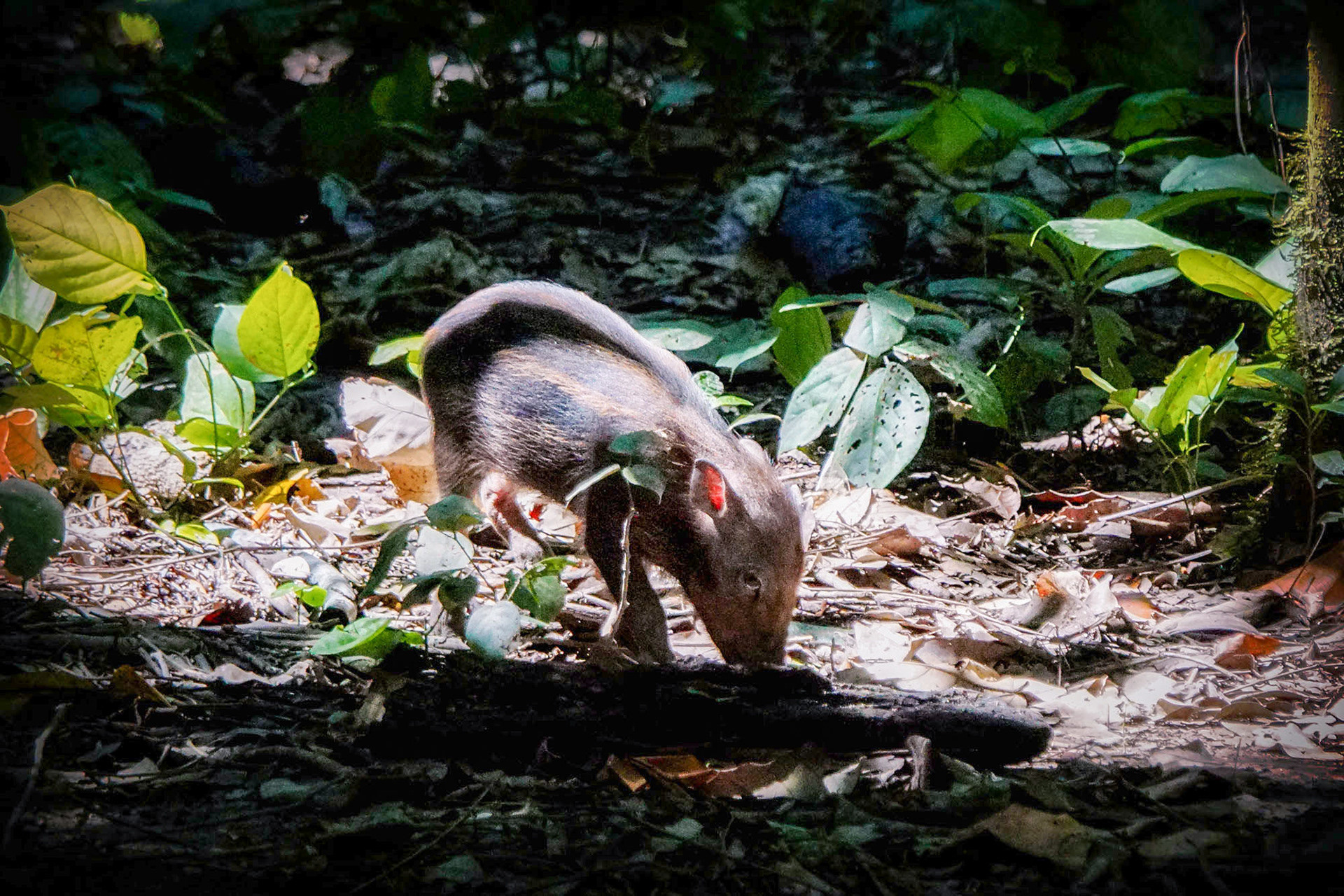 Bartschwein