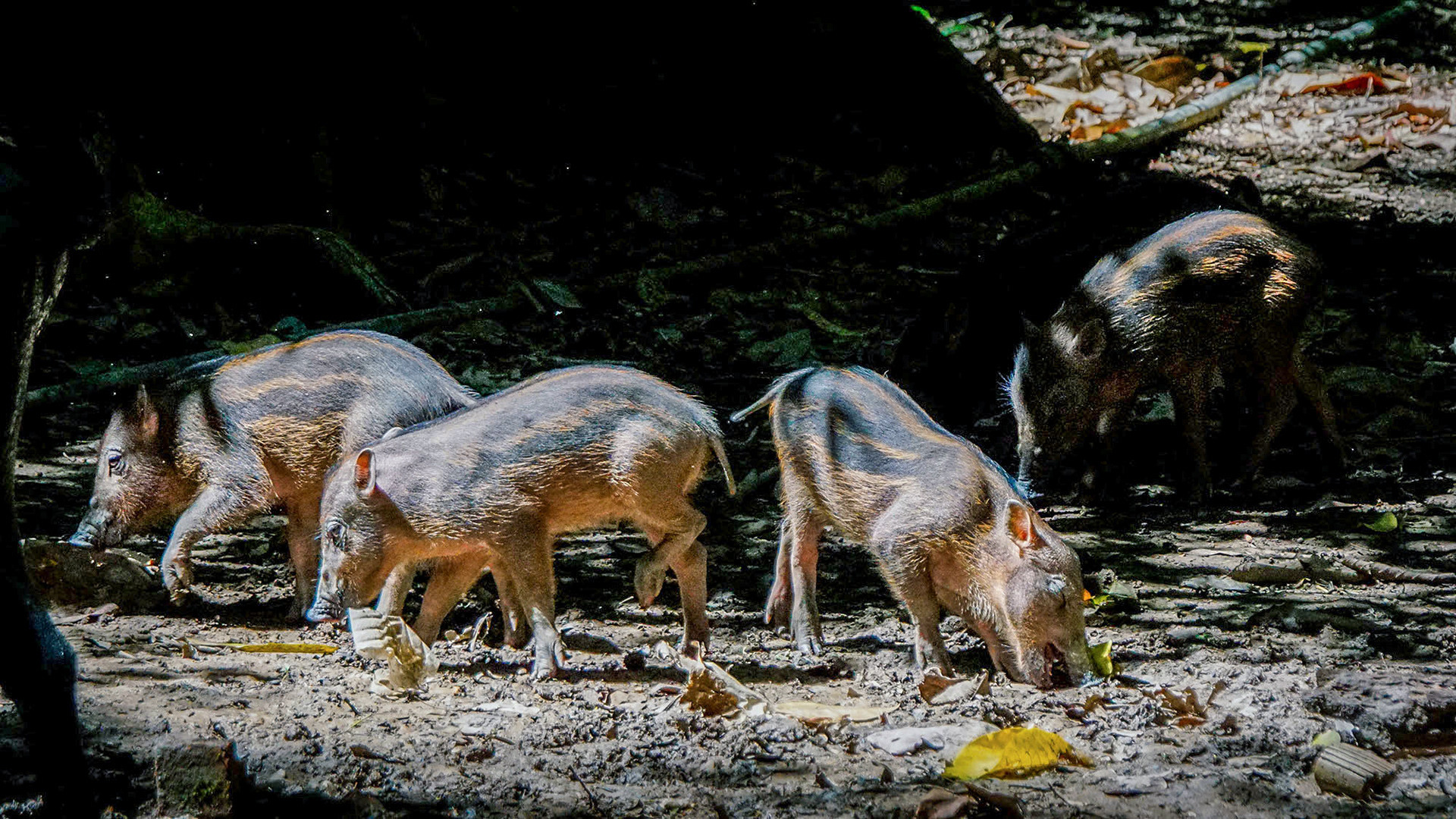 Bartschwein