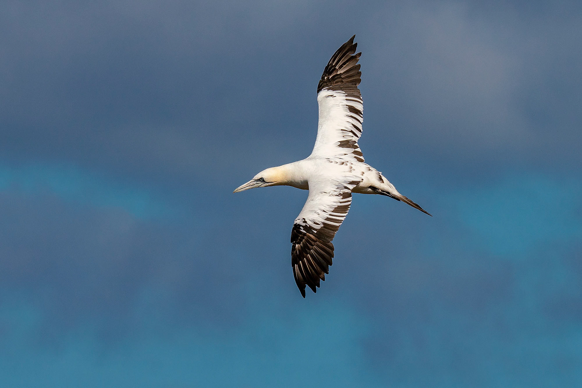 Subadult