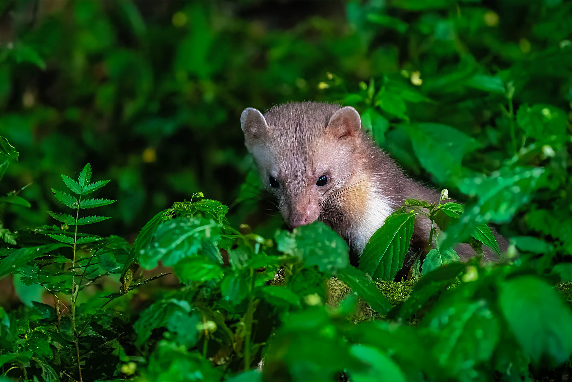 Baummarder
