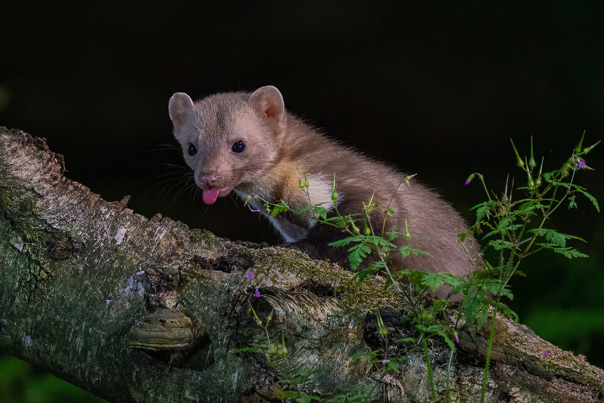 Baummarder