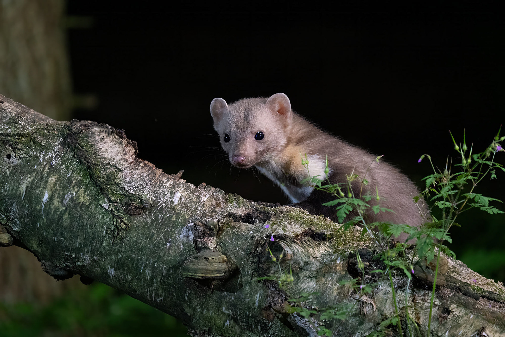 Baummarder