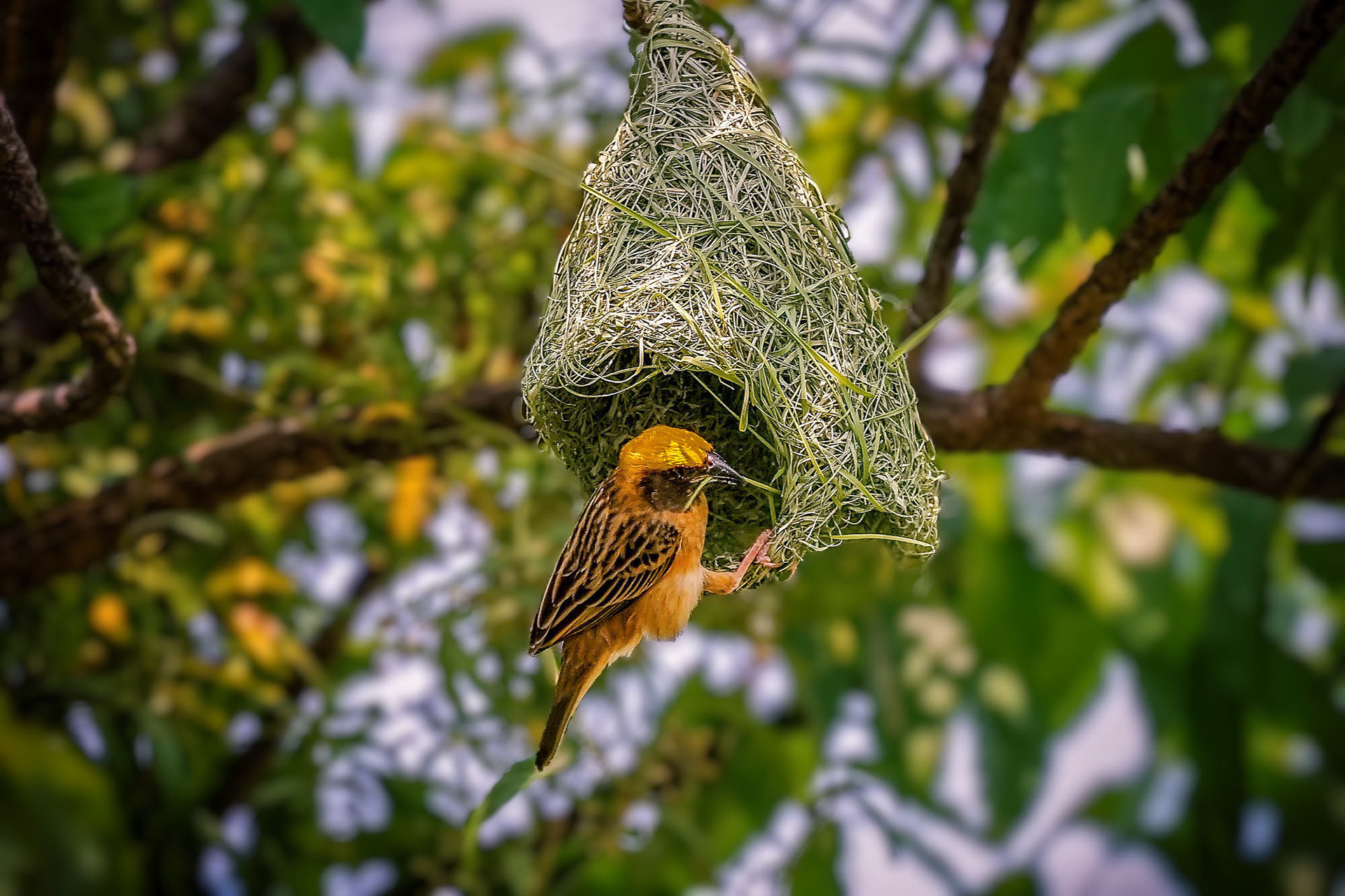 Baya-Webervogel