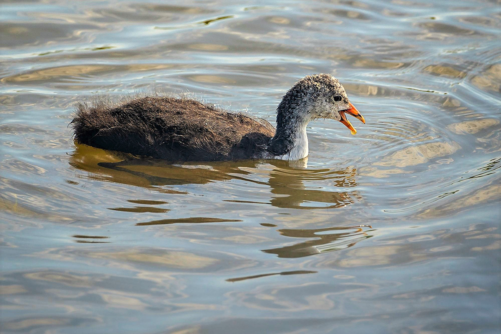 Juvenile