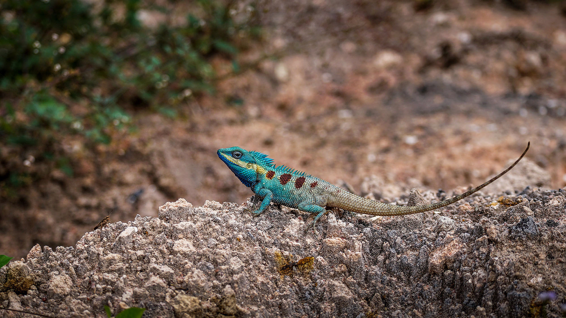 Blaue Schönechse
