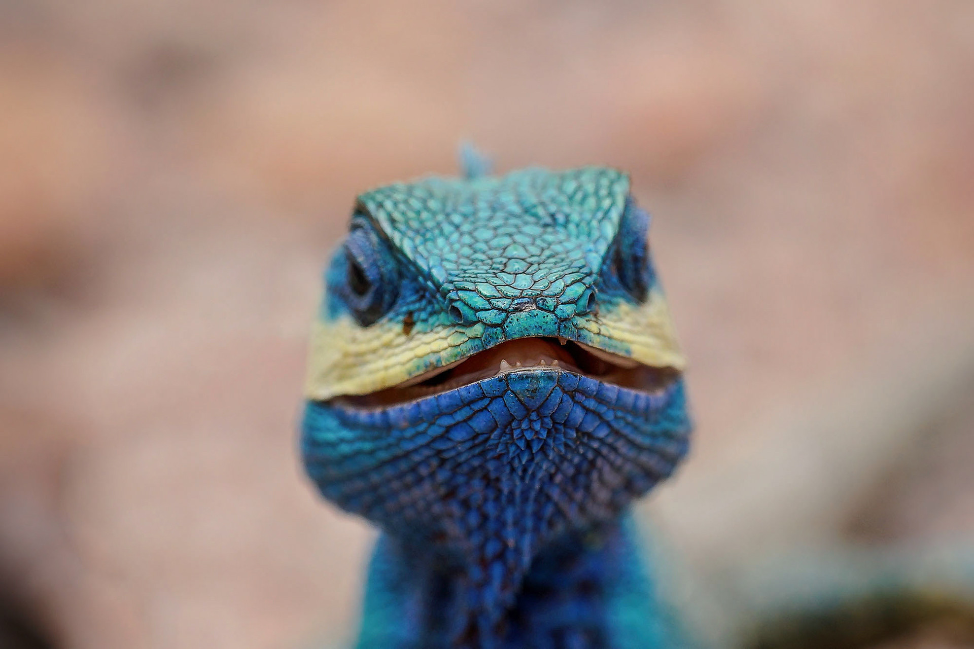 Blaue Schönechse