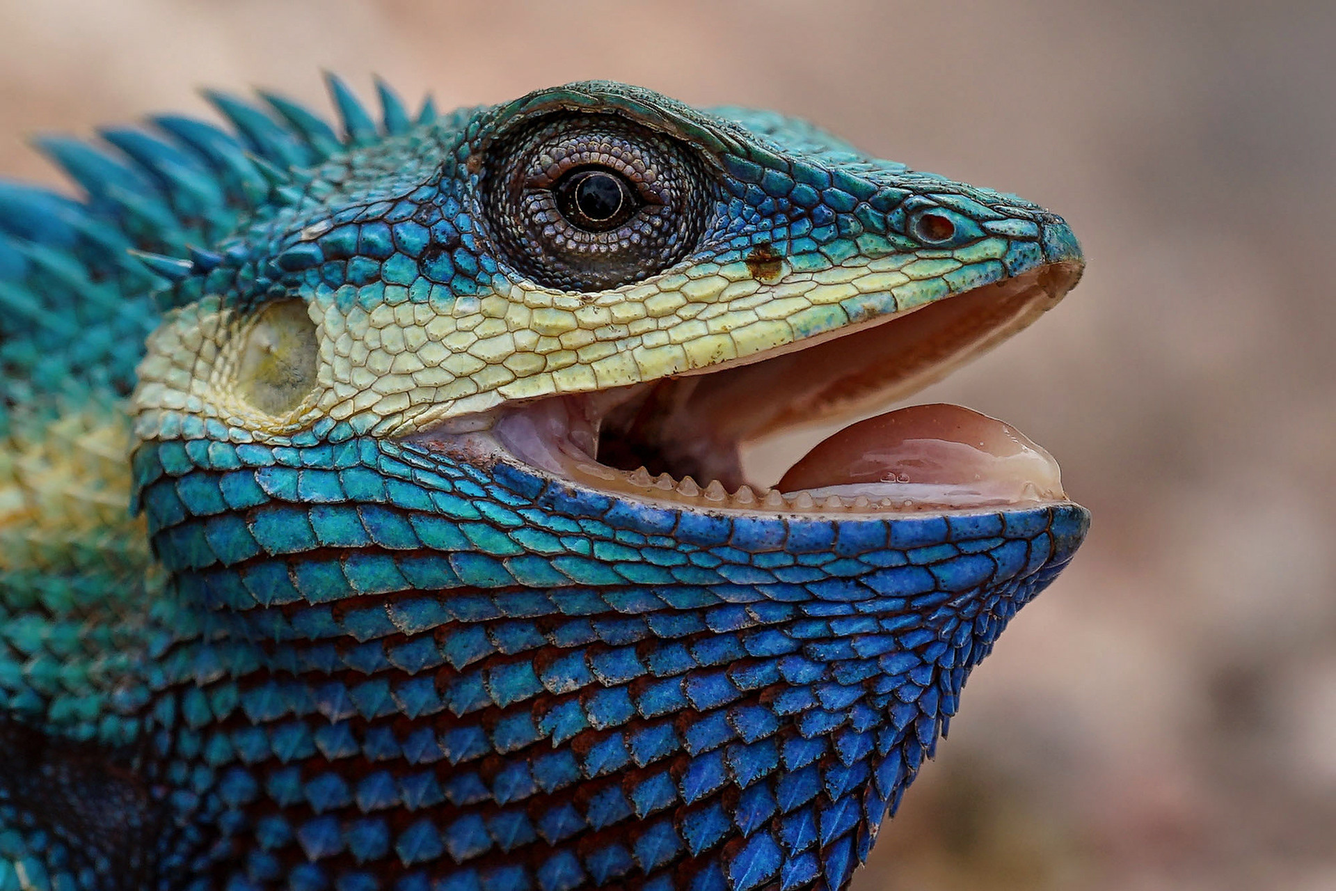 Blaue Schönechse