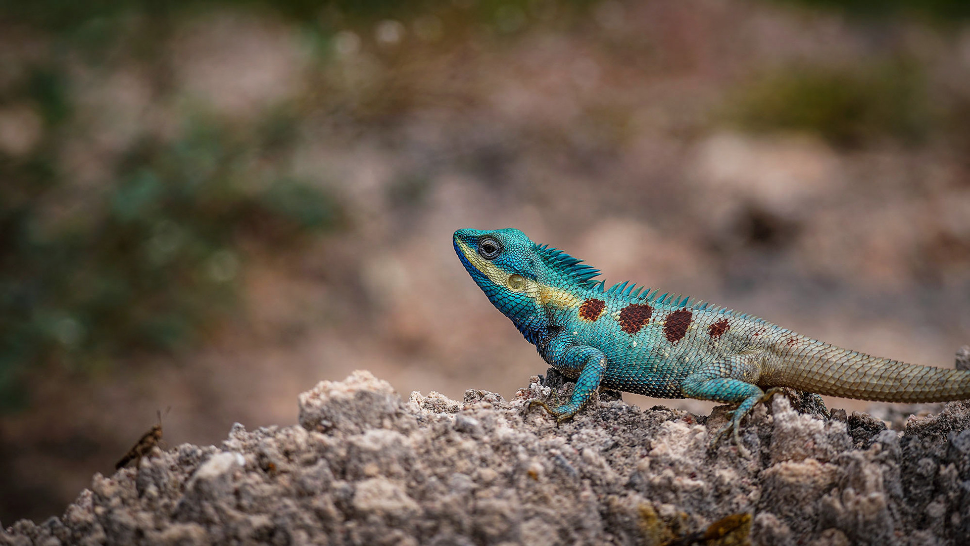 Blaue Schönechse