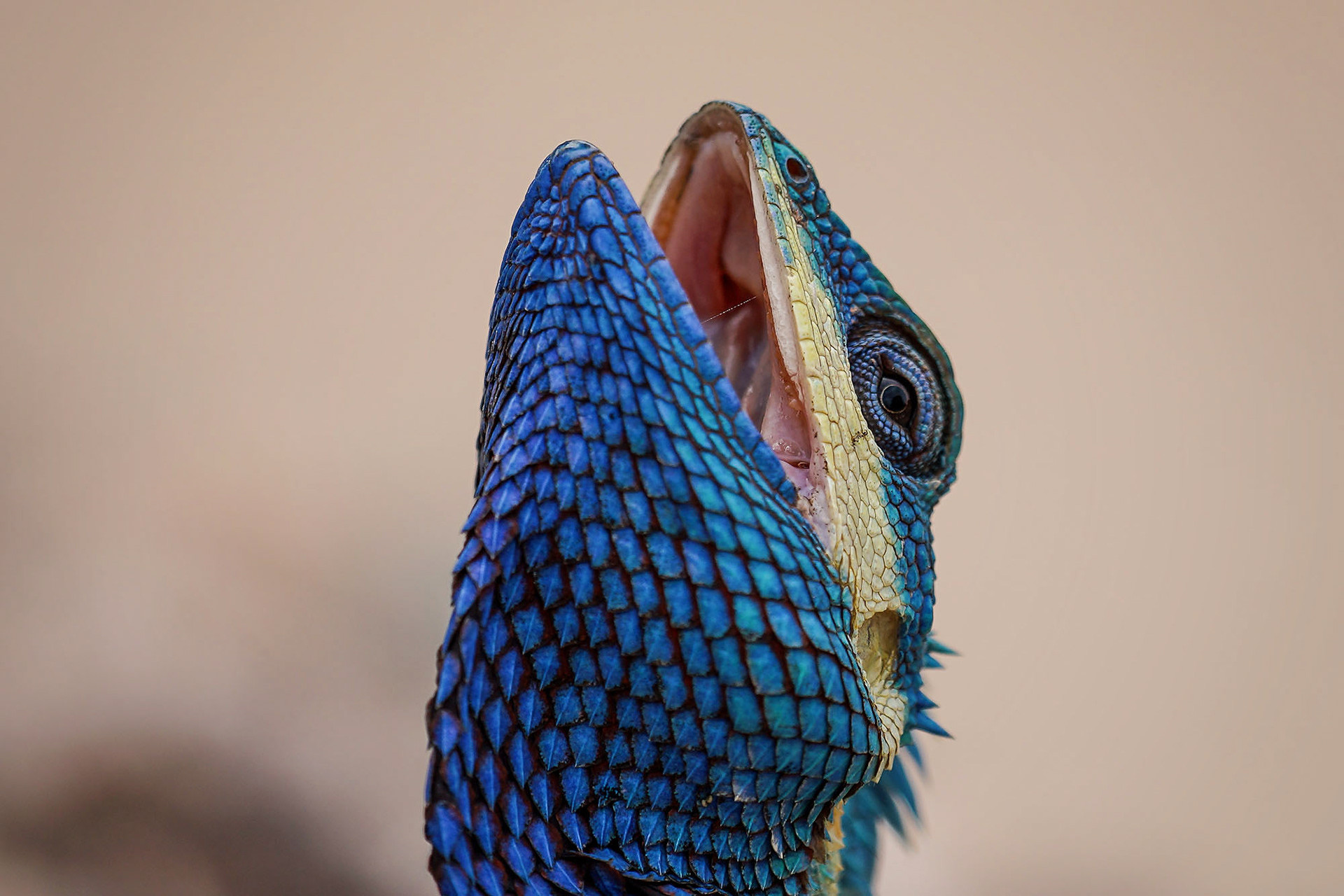 Blaue Schönechse