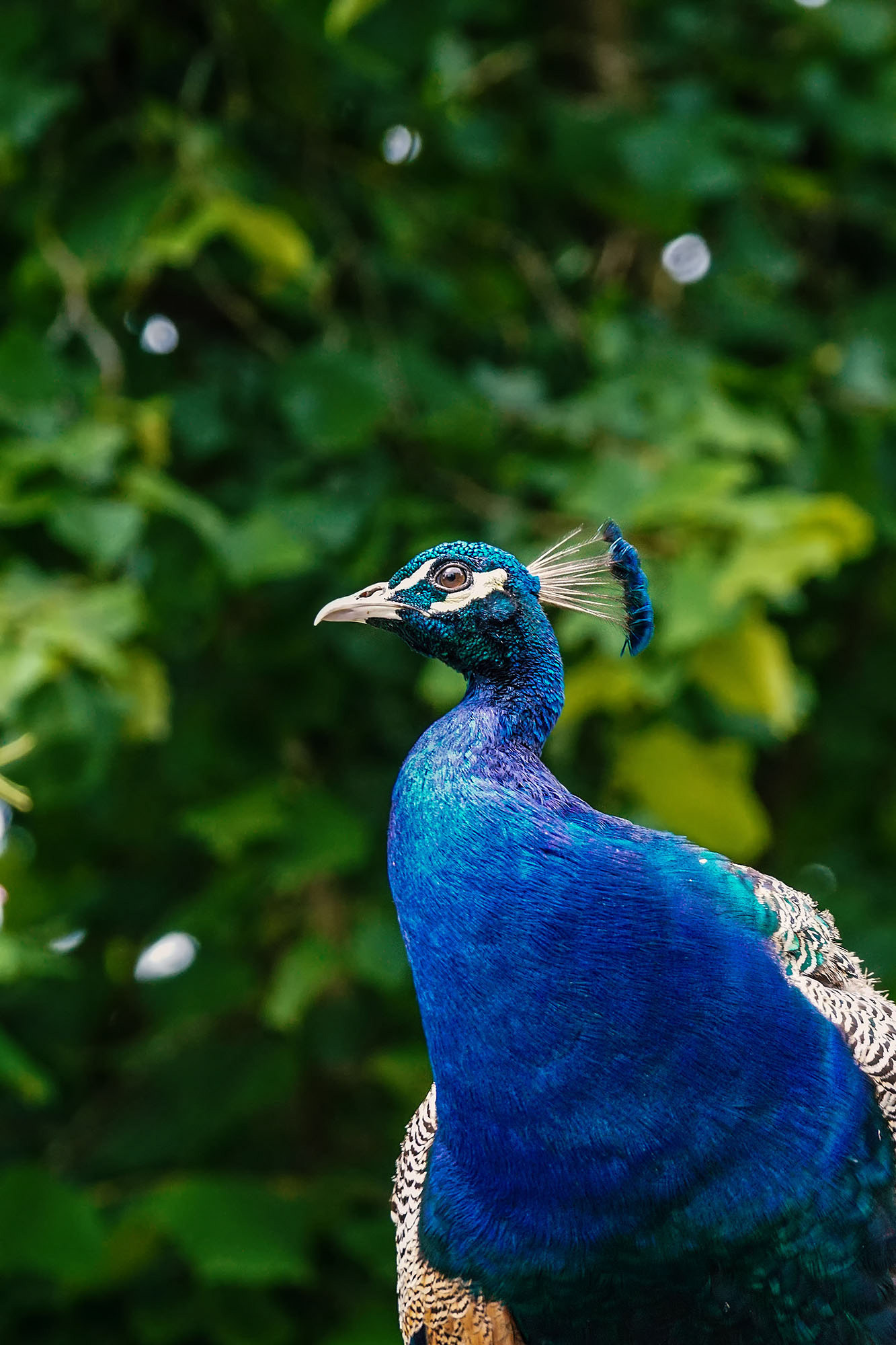 Blauer Pfau