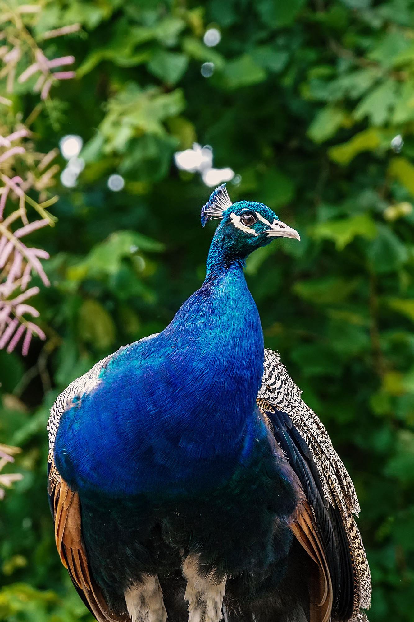 Blauer Pfau