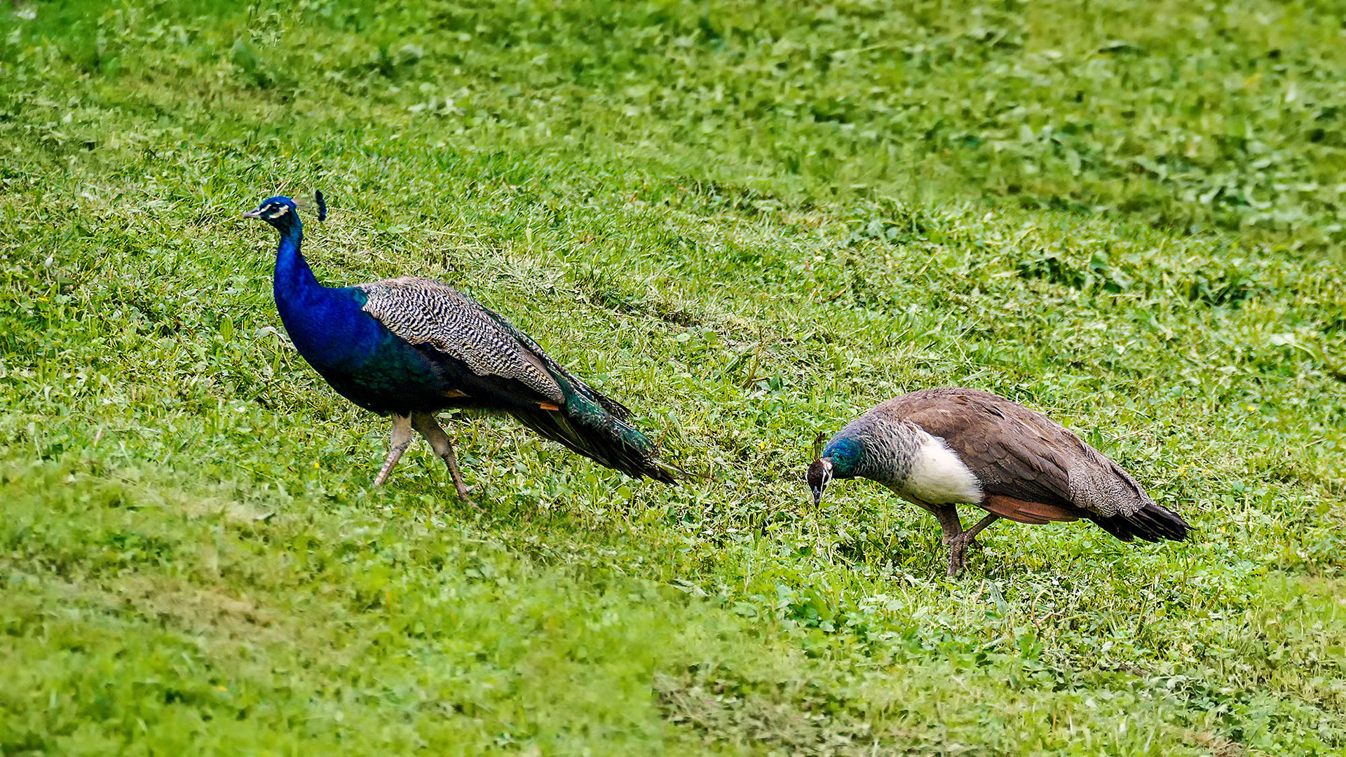 Blauer Pfau